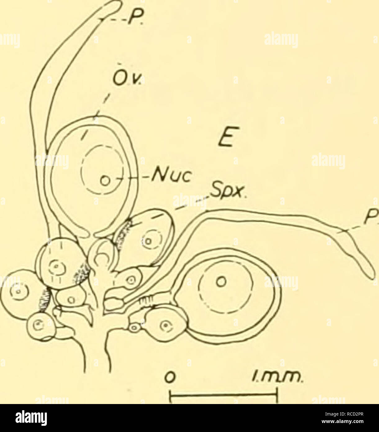 . Entdeckung berichten. Discovery (Schiff); Wissenschaftliche Expeditionen; Ocean; Antarktis; Falkland Inseln. Text-Bild. 21. Marrus antarcticus gen. n. sp. n., WS Str. 552 E. A, B, zwei Ansichten von Erwachsenen Deckblatt; C, D, Seite der jungen Hüllblätter; E, gonophore, x13. A, B, C, D, x12. Farbe. Es gibt Farbe Hinweise zur Antarktis physonects von Mitgliedern der 'Entdeckung' Personal bei vier Gelegenheiten an Bord, während die Plankton Sortierung. Sie im Zusammenhang mit Proben von zwei physonect Arten, die sich anderen als Pyrostephos vanhoeffeni werden. Es war eine schwierige Angelegenheit, diese Hinweise zu bewerben, da auf jedem der vier occasio Stockfoto