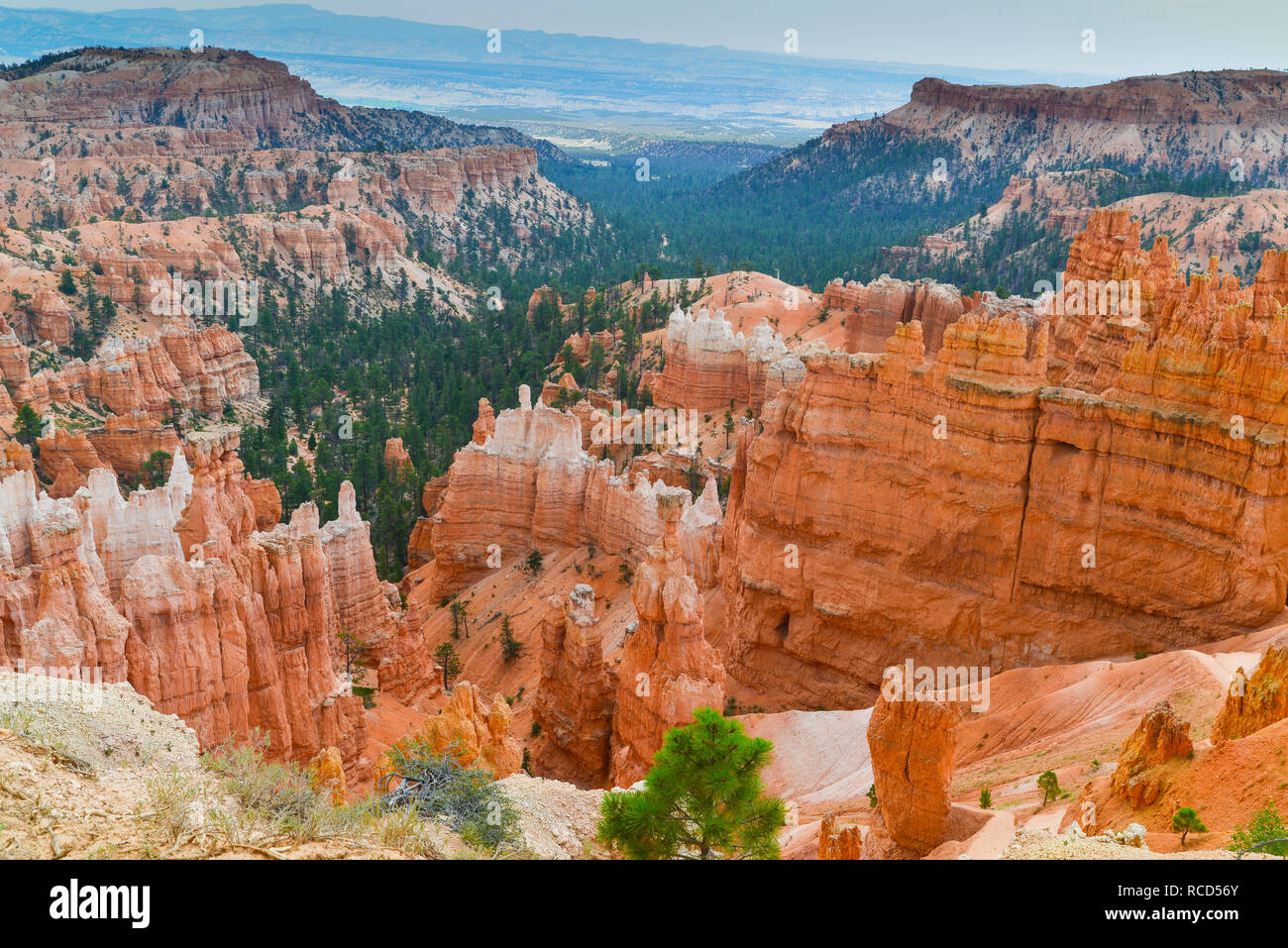 Bryce Canyon National Park 13. Stockfoto