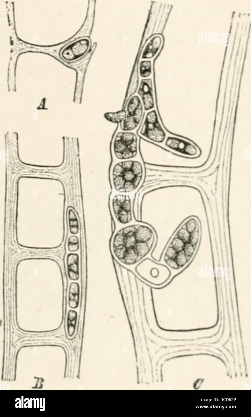 . Krankheiten von Pflanzen durch cryptogamuc Parasiten induziert; Einführung in das Studium der pathogenen Pilzen, Schleim - Pilze, Bakterien und Algen. Englisch hrsg. von William G. Smith. Pflanzenkrankheiten; Parasitäre Pflanzen. . Bitte beachten Sie, dass diese Bilder sind von der gescannten Seite Bilder, die digital für die Lesbarkeit verbessert haben mögen - Färbung und Aussehen dieser Abbildungen können nicht perfekt dem Original ähneln. extrahiert. Tubeuf, Karl, Freiherr von, 1862-. London Longman's, Grün Stockfoto