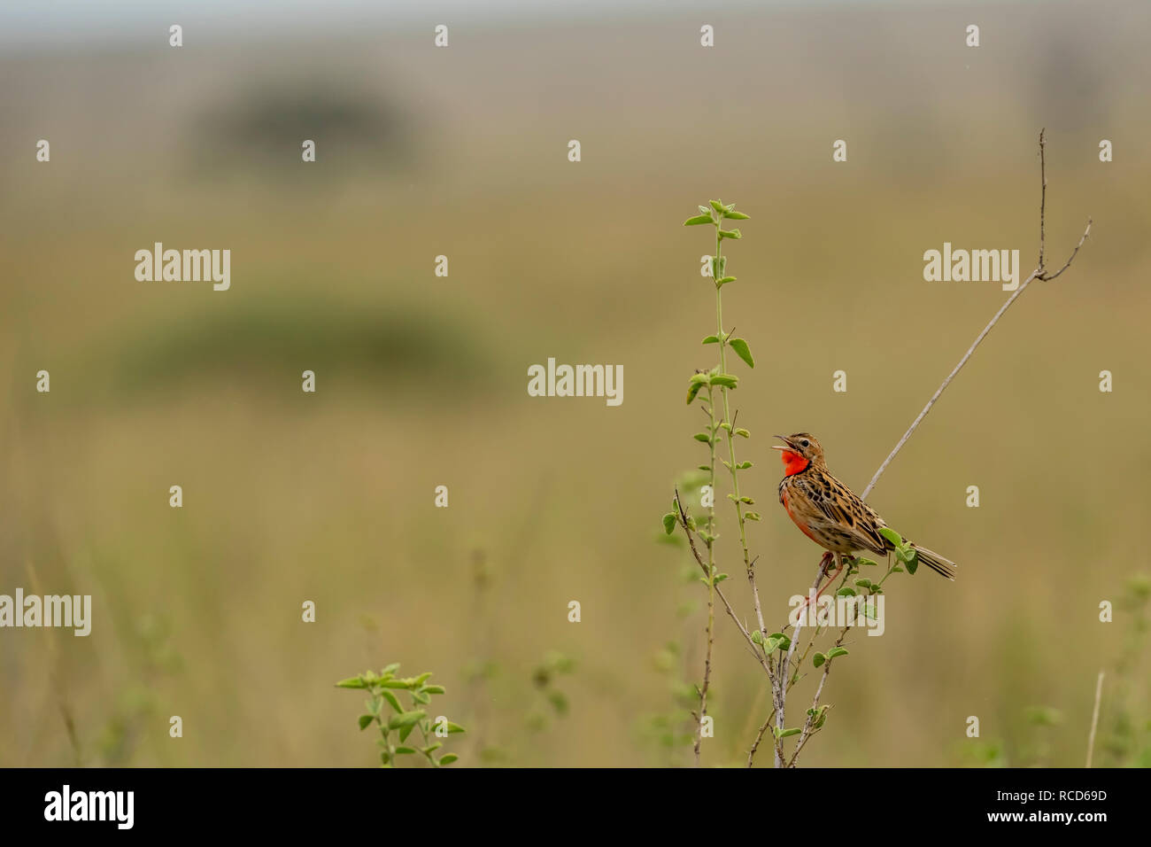 Rosy-breasted Longclaw (Macronyx ameliae) auf einem Zweig ein Aufruf im Serengeti National Park, Tansania thront Stockfoto
