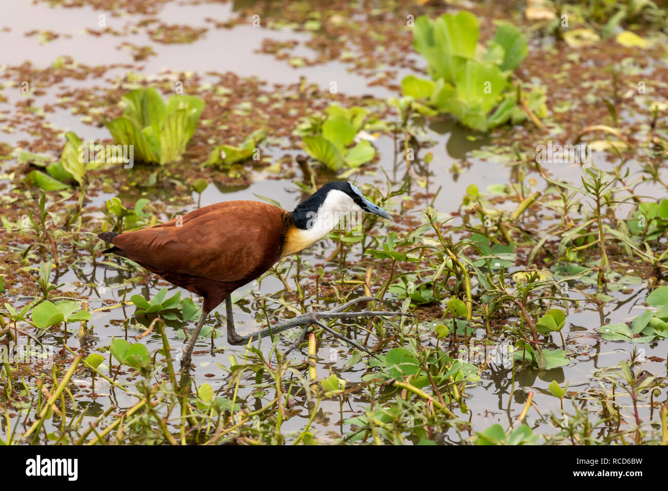African Jacana (Actophilornia africana) waten auf die Vegetation im Lake Manyara National Park, Tansania Stockfoto