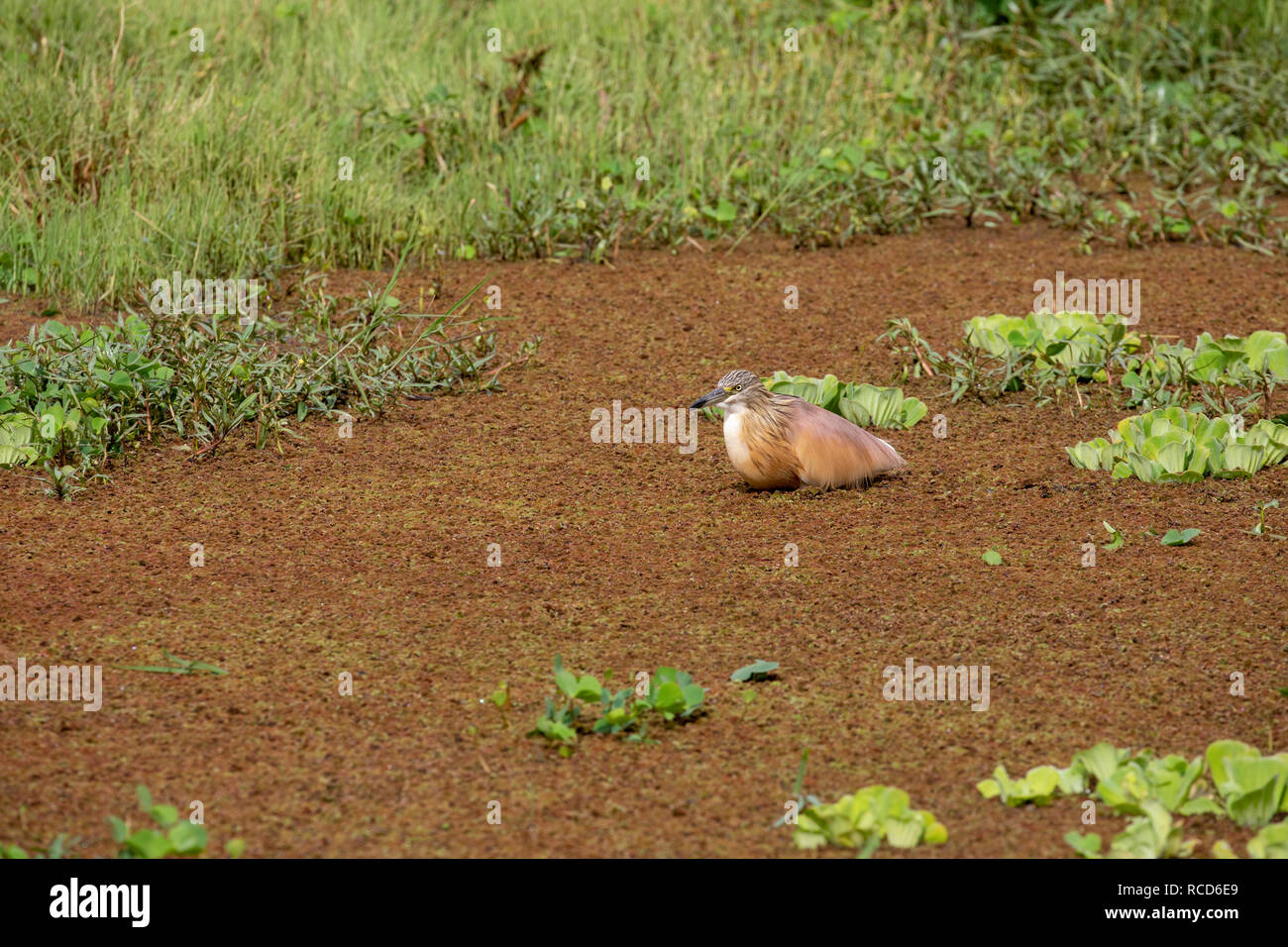Squacco Heron (Ardeola ralloides) Nahrungssuche im Lake Manyara National Park, Tansania Stockfoto