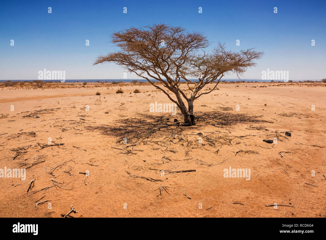 Baum in der Wüste im westlichen Dschibuti Stockfoto