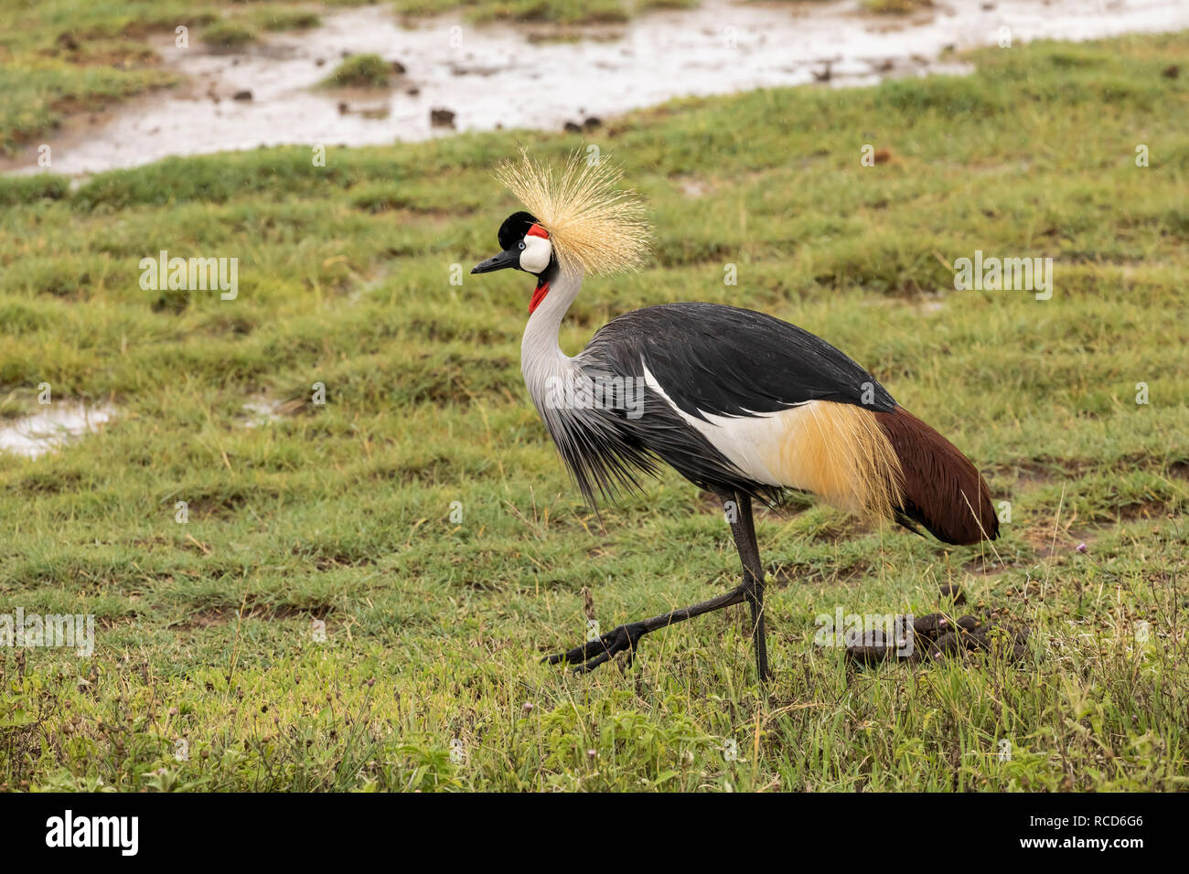 Grau gekrönt Kran (Balearica regulorum) Fütterung auf die Savanne in Ngorongoro Krater, Tansania Stockfoto