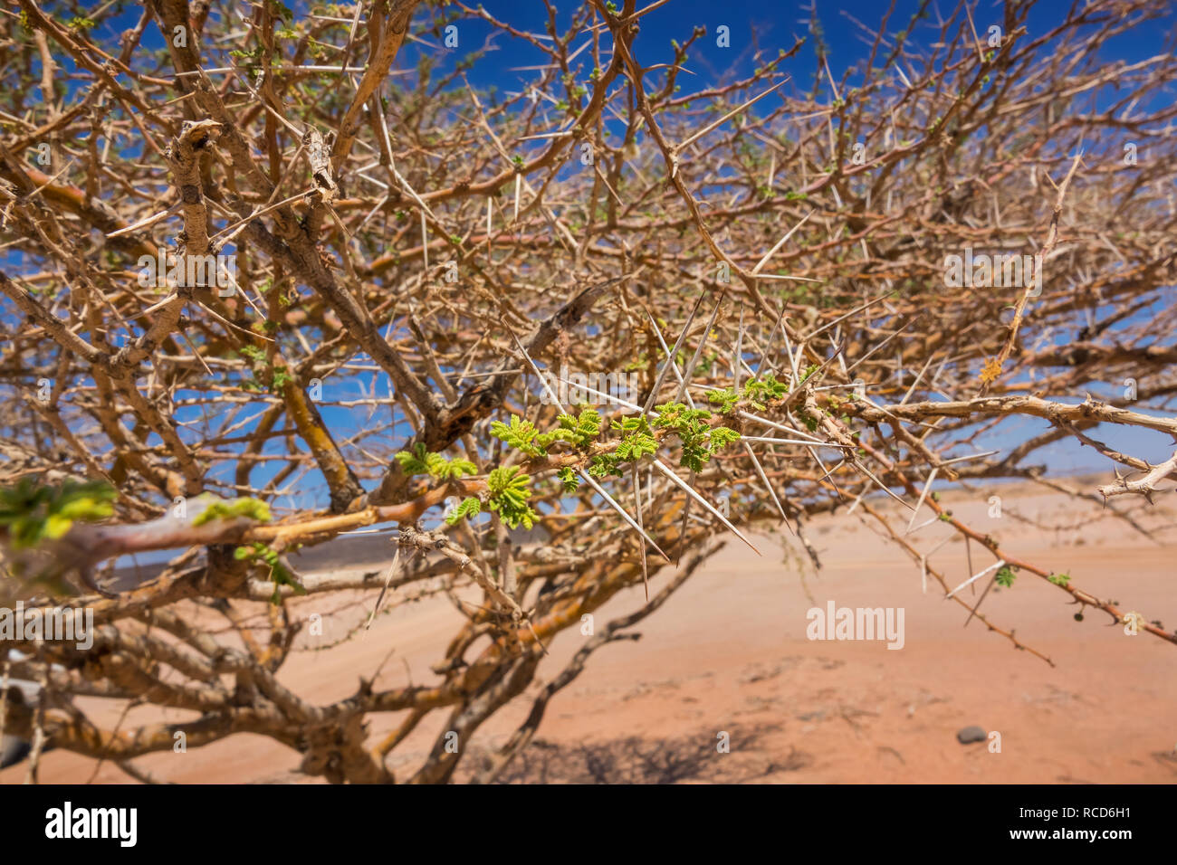 Nahaufnahme einer dornigen Baum mit grünen Blättern, die in der Wüste ist, westlichen Dschibuti. Stockfoto