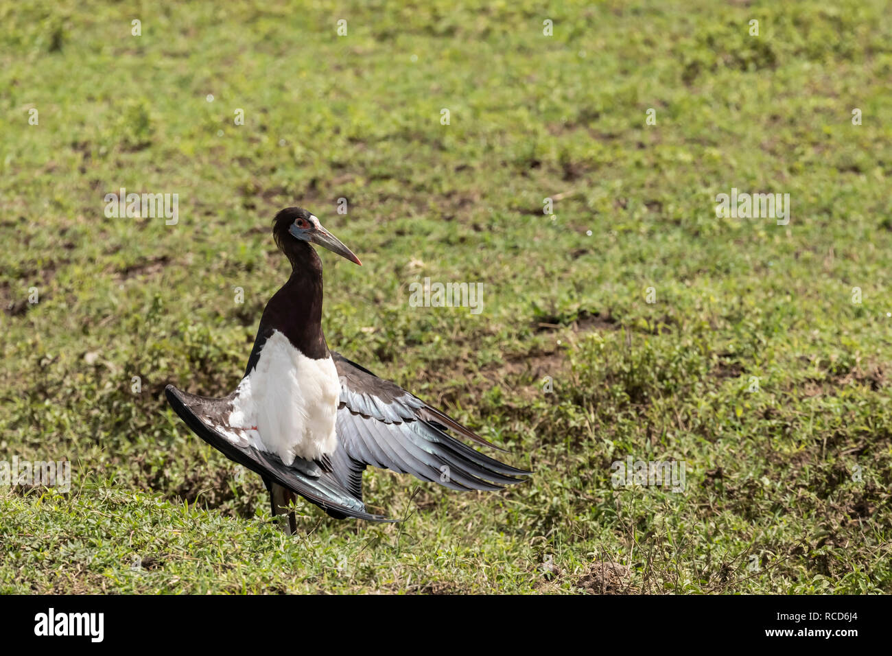 Abdim der Storch (Ciconia abdimii) Trocknen seine Flügel in Ngorongoro Krater, Tansania Stockfoto