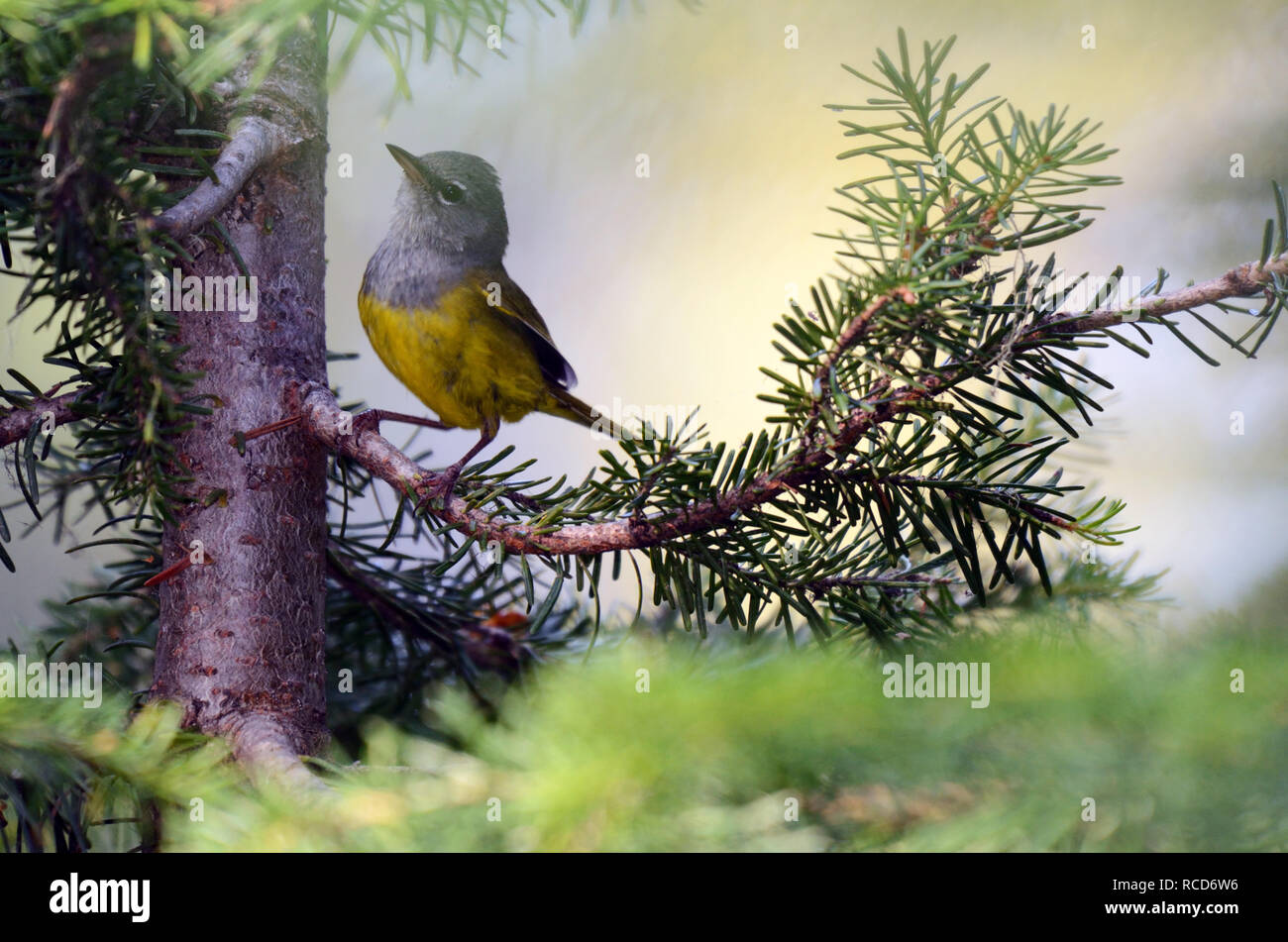 MacGillivray's Warbler füttert im Sommer in einem Fichtenwald in der Scenic Area des Northwest Peak. Purcell Mountains, Montana. (Foto von Randy Beacham Stockfoto