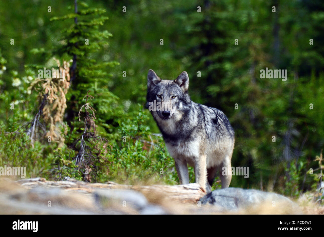 Wilder grauer Wolf im Nordwest-Gipfel im Sommer. Purcell Mountains, Nordwesten von Montana. (Foto von Randy Beacham) Stockfoto