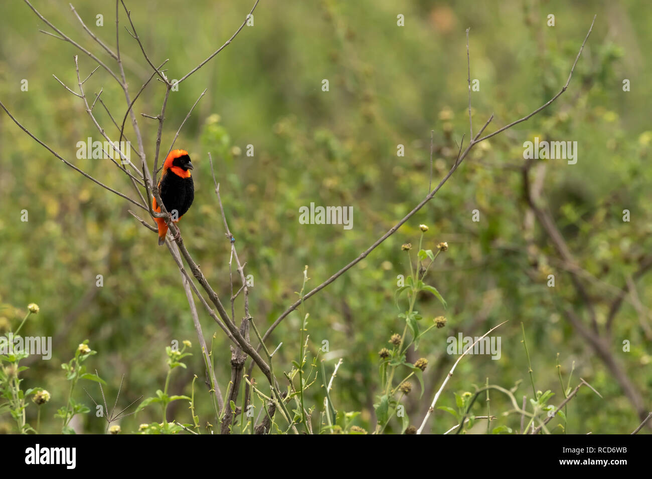 Südlichen roten Bischof (Euplectes orix) männlichen auf einem Zweig in der Serengeti National Park, Tansania thront Stockfoto