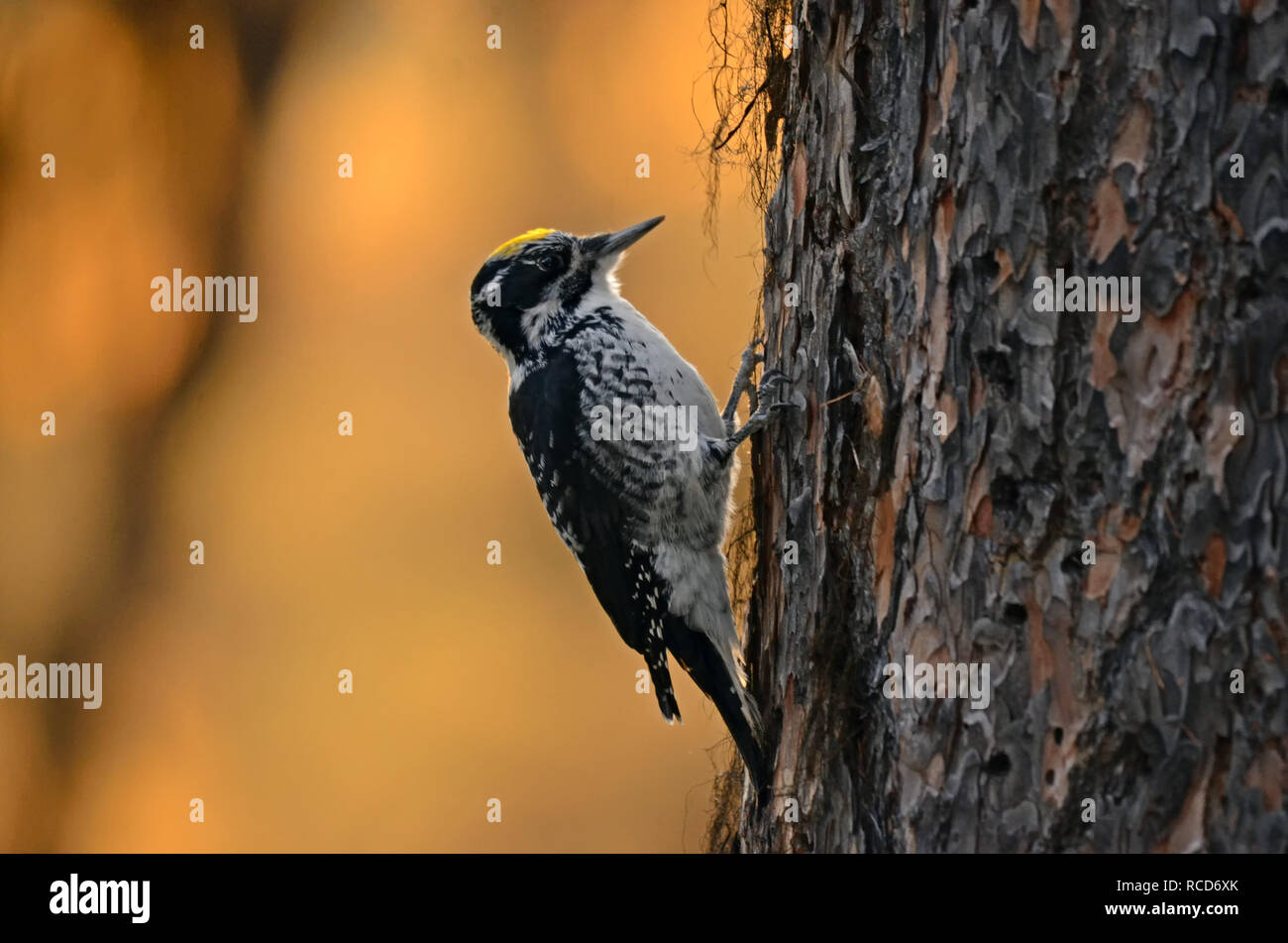 Amerikaner Drei Toed Specht Stockfotos Und Bilder Kaufen Alamy