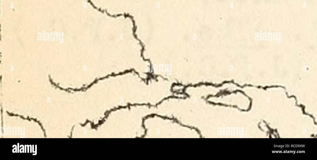 . Krankheiten aus Baumwolle, Zuckerrohr, Wald, Bäume, Zierpflanzen und verschiedene Pflanzen in den Vereinigten Staaten im Jahre 1919. Fibre Pflanzen Krankheiten und Schädlinge United States; Zucker Pflanzen Krankheiten und Schädlinge United States; Bäume Krankheiten und Schädlinge United States; Pflanzen, Zierpflanzen Krankheiten und Schädlinge in den Vereinigten Staaten. 2^9 GiiJviPHOR (GinnairiOLiuni oaraphora) Anthracnose. Verursacht tj Gloeosporium oainphorae Sacc. Von Baldwin County, Alabama berichtet, und Eell County, Te. Cas (Trace). Käfer, von Diplodia sp verursacht. Ein Trace in Karris County, Texas. (CATALPA Catalpa sp.) l^ea. F-Spot, verursacht durch Macrosporium catalp Stockfoto