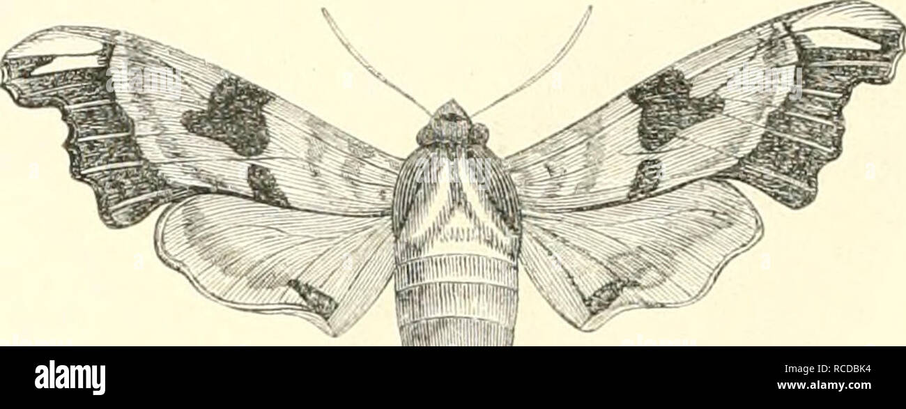 . EncyclopÃ©sterben d'Histoire Naturelle, OE, traitÃ© complet de cette Wissenschaft d'Après-ski les Travaux des naturalistes les plus Ã © minents de tous les pays et de toutes les Ã©poques: Buffon, Daubenton, LacÃ © pÃ¨de, G.Cuvier, F. Cuvier, Geoffroy Saint-Hilaire, Latreille, De Jussieu, Brongniart, etc. Natürliche Geschichte - Wörterbücher. 270 lllSiOlRE NATURELLE 8"" Genre. Â SMÃRINTHE. SMEEINTHUS. Latc, 1802, Roisd., 1840; Duponcli., 1844. llisl. iijl. (Les Isoliertes, I.III, S. 401; Ind. iiiclhod., s. M, Calai, mÃ©LÃ© lliod.des pidopl. d'Kuroi^ c, S. 44. Antennes fleMieuscs, lieu renflÃ © es au Milieu, Stockfoto