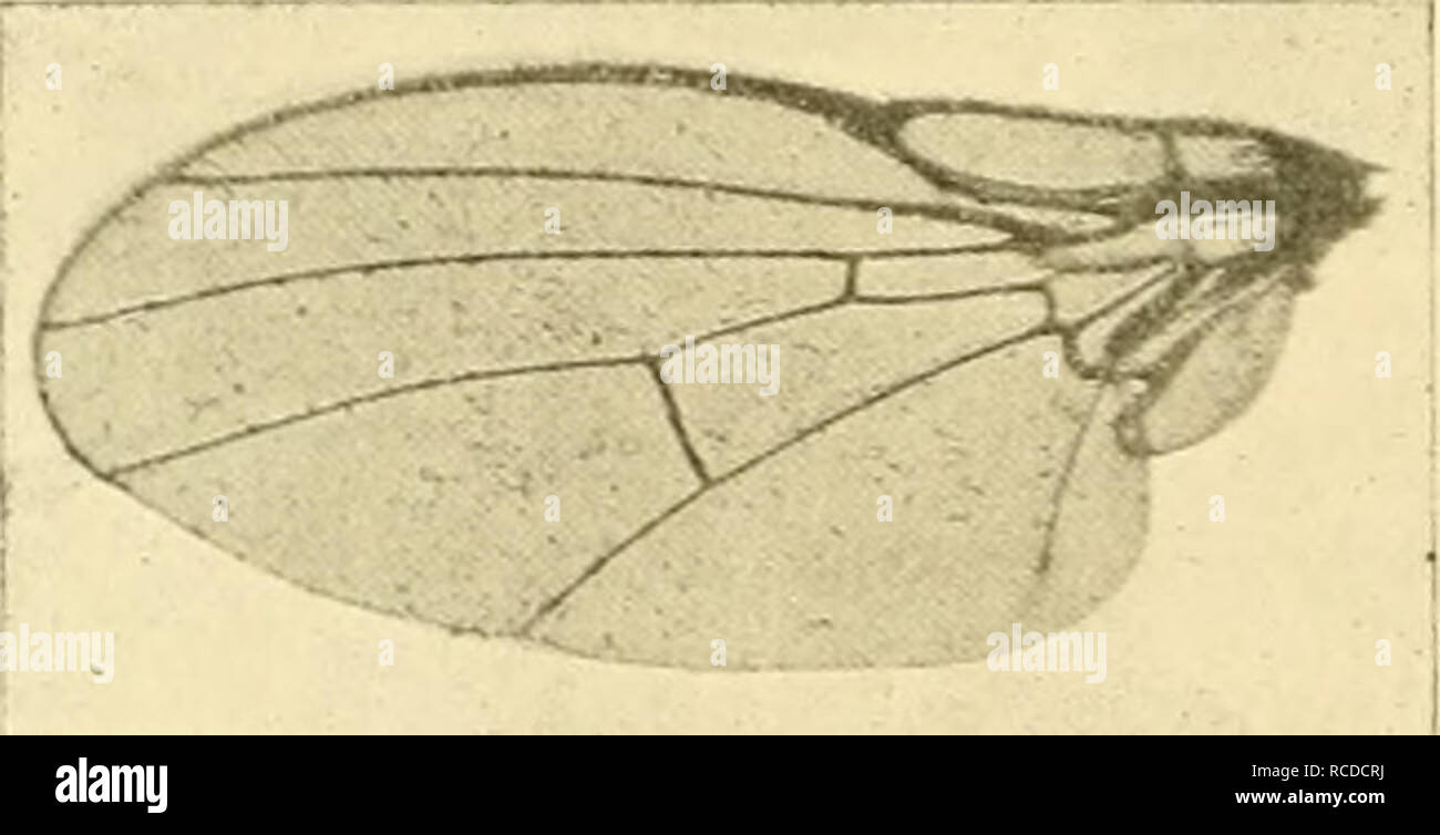 . Diptera: Lonchaeidae, Sapromyzidae, Ephydridae, Chloropidae, agromyzidae. Dipteren. Abb. 31. Camdidipennis Agromyza, n. sp., Flügel. Abb. 32. Agromyza Imilis, n. sp, Flügel. 55. Agromyza Imilis, n. sp. Diese Art ist sehr eng verbunden mit der Palasarctic A. ceneiventris Gefallen. Kopf. Im allgemeinen Umriß und chaetotaxy viel wie der letzten Arten, außer, dass die Augen sind etwas weniger hoch im Verhältnis zu ihrer Breite; die Gesichtsbehandlung Grube ist auch am unteren schmeicheln. Der Arista ist deutlich Behaarte (x45). Die LUNULA ist nicht ersichtlich, mit dem Rest des Gesichts oberhalb der antenn gesunken Stockfoto