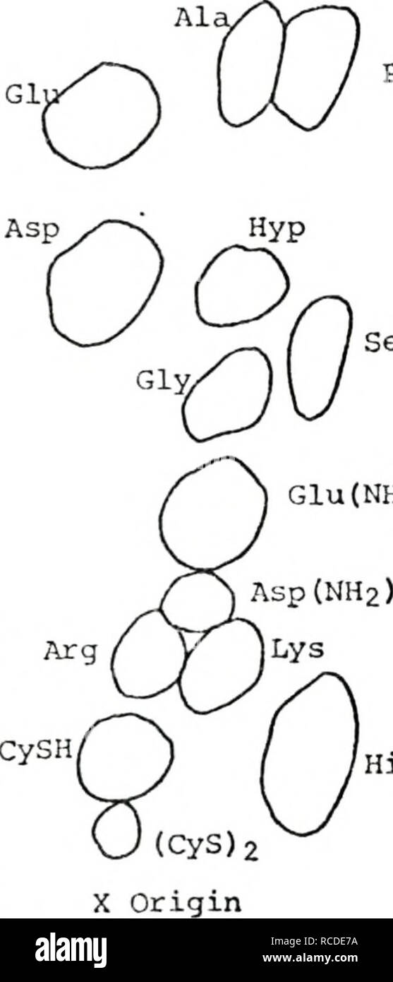 . Diätetische Aminosäure Anforderungen der Mandel Moth, Cadra cautella (Walker): Auf radiometrische und Karkasse Analyse Techniken basieren. Motten; Aminosäuren für die Tierernährung. 46 Liegen. val0 (7 OT 0 Versuchen Sie {^J O-Glu (NH2) Abbildung 5. Spot Karte von 22 Aminosäure Standards auf Cellulose Dünnschicht- platten getrennt. Lösungsmittel: erste Dimension: 2-Propanol - Methylethylketon-HC1 (60:15:25, v/v); zweite Dimension: 2-Methyl-2-Butanol - Methylethylketon - Aceton - Methanol - Wasser - konzentrierte Ammoniumhydroxid (50: 20: 10: 5: 15: 5, v/v). Bitte beachten Sie, dass diese Bilder aus gescannten Seite Bilder extrahiert werden tha Stockfoto