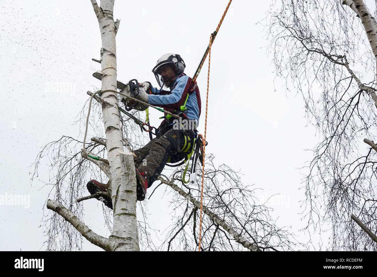 Ein Baum Chirurg schneidet eine Silver Birch Zweig mit der Motorsäge beim Tragen ein volles Sicherheitsgeschirr mit kletterseilen Stockfoto