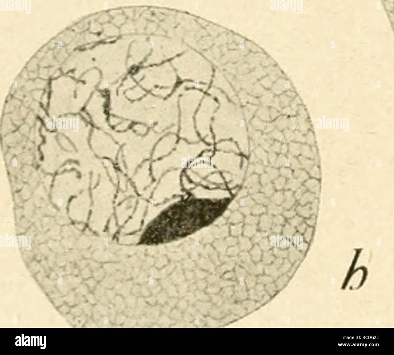 . Die stoffliche Grundlage der Vererbung. Vererbung ist. c^ ss ^d^4^^i^e^%. iX% - •^'/f i s^J r^^^".> *^r^^.. Bitte beachten Sie, dass diese Bilder sind von der gescannten Seite Bilder, die digital für die Lesbarkeit verbessert haben mögen - Färbung und Aussehen dieser Abbildungen können nicht perfekt dem Original ähneln. extrahiert. Morgan, Thomas Hunt, 1866-1945; Nachtsheim, Hans, 1890-1979. Borntraeger Berlin: G. Stockfoto