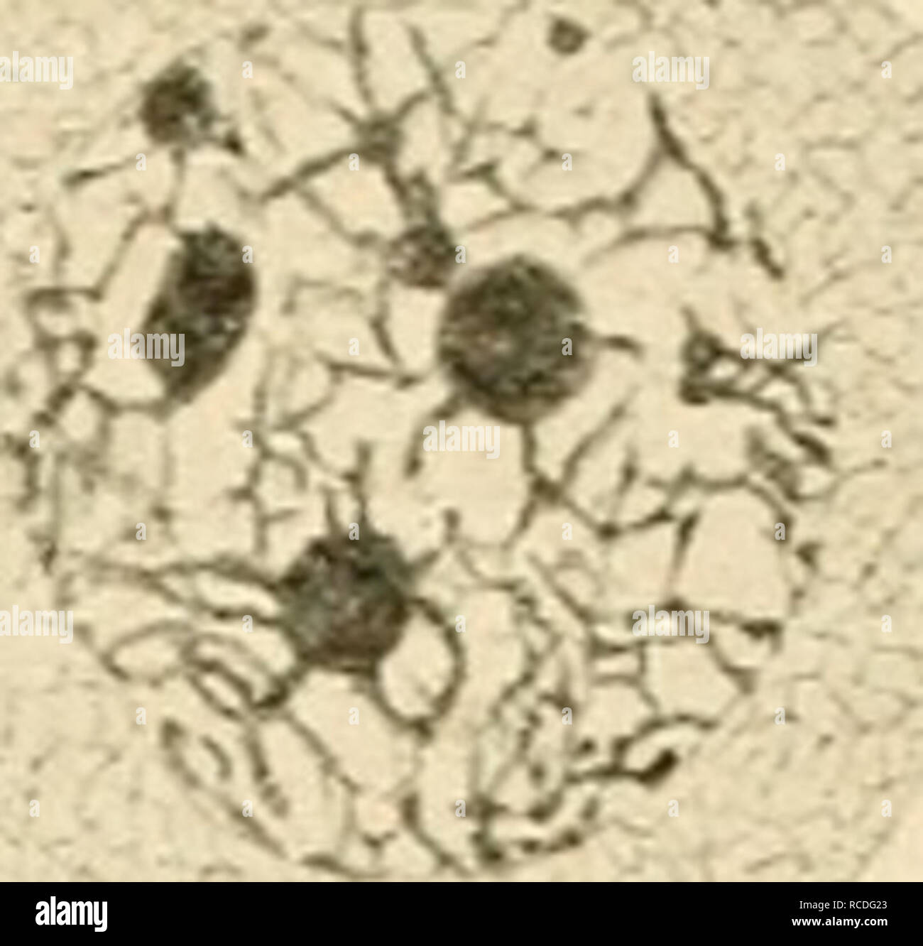 . Die stoffliche Grundlage der Vererbung. Vererbung ist. 34 III. Kapitel V - " ^..^Y a h. c^ ss ^d^4^^i^e^%. iX% - •^'/f i s^J r^^^".> *^r^^.. Bitte beachten Sie, dass diese Bilder sind von der gescannten Seite Bilder, die digital für die Lesbarkeit verbessert haben mögen - Färbung und Aussehen dieser Abbildungen können nicht perfekt dem Original ähneln. extrahiert. Morgan, Thomas Hunt, 1866-1945; Nachtsheim, Hans, 1890-1979. Borntraeger Berlin: G. Stockfoto