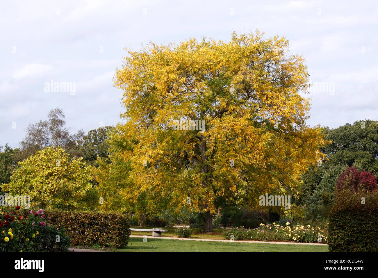 ACER FREEMANII X WINTER BLITZ. BOX ELDER. ASH-LEAVED AHORN. Stockfoto