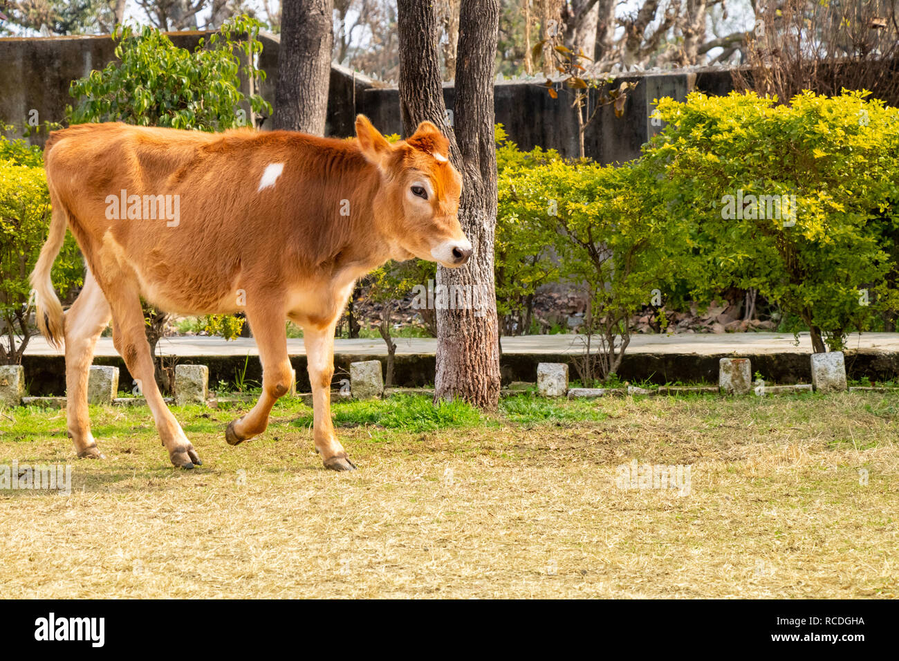 Junge Kuh Kalb zu Fuß in den Boden Stockfoto