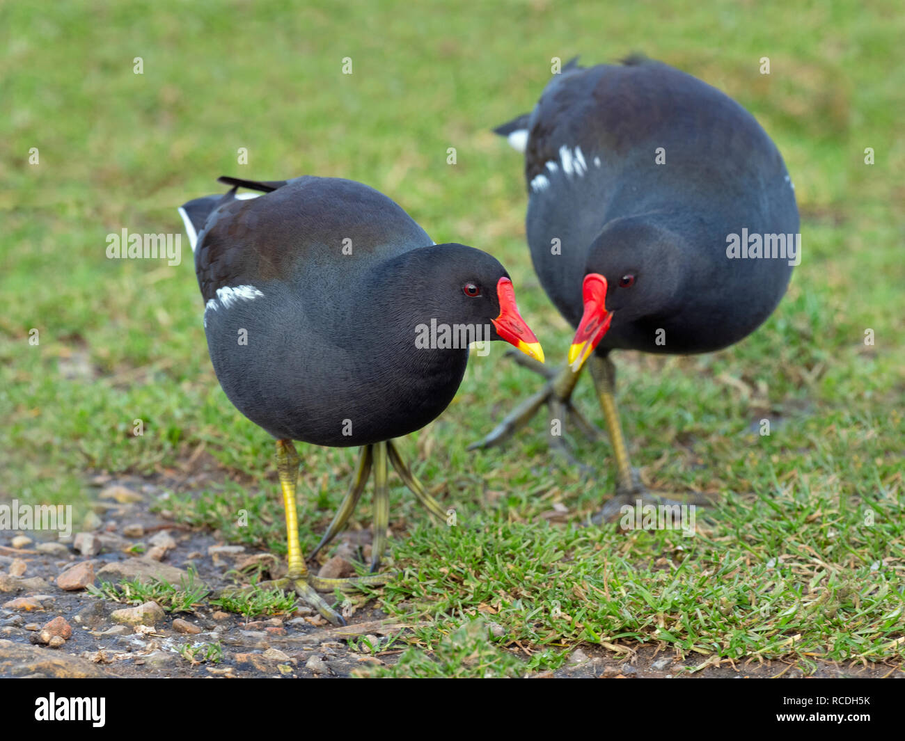 Gallinula chloropus Teichhuhn entlang der Bank läuft Stockfoto