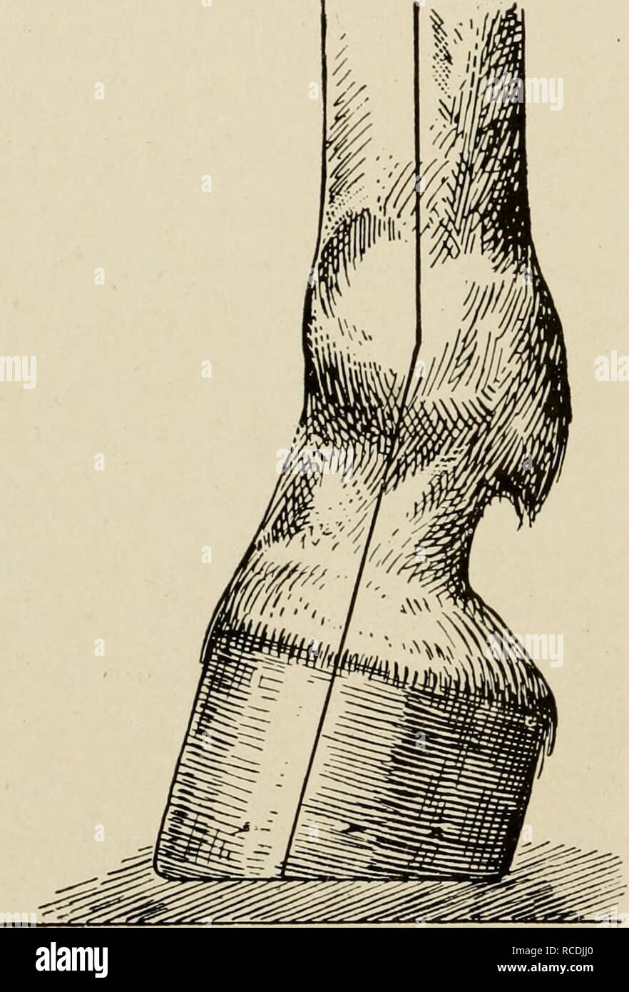 . Krankheiten des Pferdes. Pferde, die Hufe -- Krankheiten Pferde -- Krankheiten. 154 KRANKHEITEN DES PFERDES bildet einen Winkel von mehr als 60 Grad mit dem Boden, der schlecht 'clubbed' Fuß, in dem das Horn an der Zehe bildet einen rechten Winkel mit der Masse oder ist sogar schräg nach hinten und nach unten gerichtet, so dass die herzkranzgefäße Rand Überhängen der solar Kante der Wand. Symptome. - sogar in ihrer am wenigsten ausgeprägt sind die Con-dition ist auf einen Blick ersichtlich, die Veränderung in der Winkel, der durch den Huf mit dem Boden fällt das Auge auf einmal gebildet, und die Fersen, verglichen mit der Zehe, Stockfoto