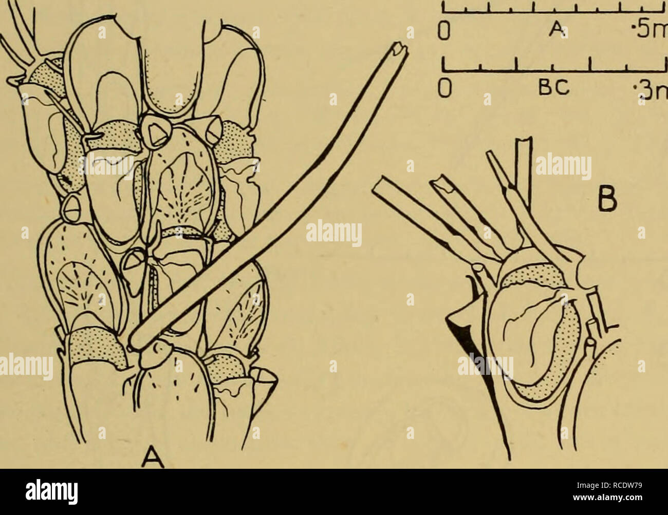. Entdeckung berichten. Discovery (Schiff); Wissenschaftliche Expeditionen; Ocean; Antarktis; Falkland Inseln. AMASTIGIA 323 Station Verteilung. Sub-Antarctic: Südatlantik, St. WS 245. Antarktis: Weddell Quadrant, Sts. 27, 39, 42, 140, 149, 153, 159, 167, 180, 190, 599, WS 42, MS 71. Geografische Verteilung. Aus patagonischen Regal, unter 300 m. (Discovery); South Georgia (Shackleton-Rowett Expedition; Entdeckung); Bouvet Island (Hasenbank); South Orkney Inseln; Palmer Archipel; Adelaide Island (Discovery); Wilhelm II. Land (Kluge); Oates Land (Terra Nova). Vergleich der Kluge Beschreibung ein Stockfoto