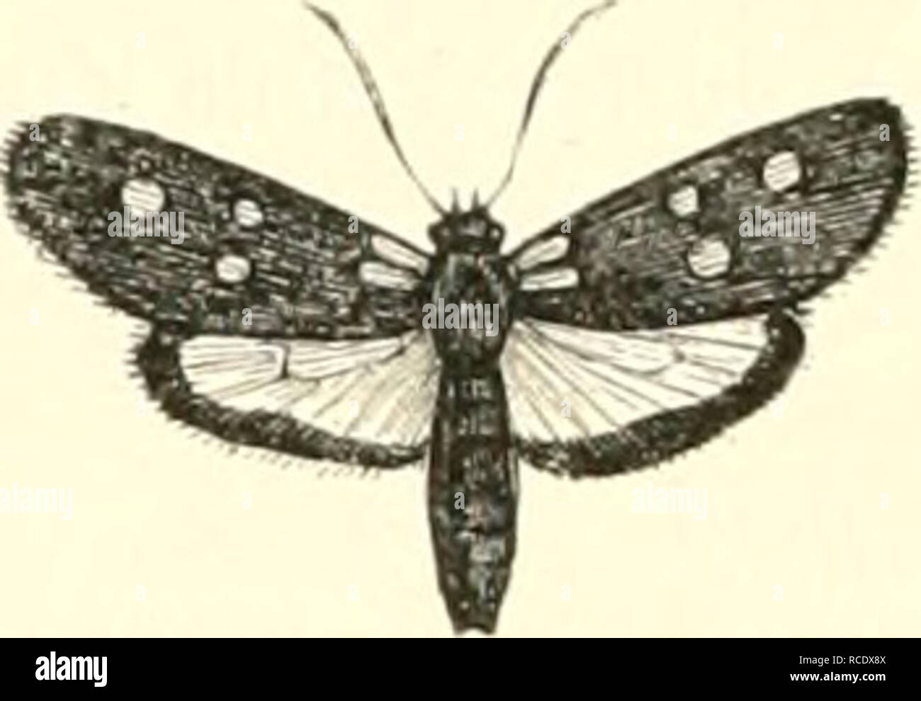 . EncyclopÃ©sterben d'Histoire Naturelle, OE, traitÃ© complet de cette Wissenschaft d'Après-ski les Travaux des naturalistes les plus Ã © minents de tous les pays et de toutes les Ã©poques: Buffon, Daubenton, LacÃ © pÃ¨de, G.Cuvier, F. Cuvier, Geoffroy Saint-Hilaire, Latreille, De Jussieu, Brongniart, etc. Natürliche Geschichte - Wörterbücher. Rig. 438 â Zyga' II.; ich angelicÅ, Odisenhciiiior. Bild 439 - ZygÅna medicagiiiis, IlubiicT. Habite aussi l'E., spagne parliculiÃ¨rement les Umgebung de Barcelona; elle parait en Juillet, la ZijgÅna mcilicaÃ § fims, lluhner, qui est propre au Piétrasanta © Mont, à la Triesenberg, à la Calabre et a Stockfoto