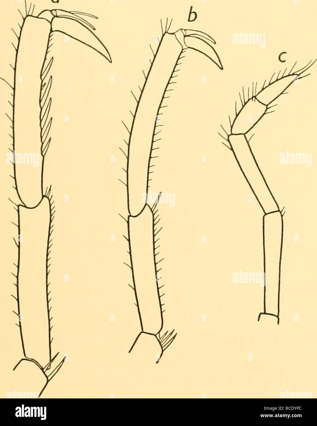 . Entdeckung berichten. Discovery (Schiff); Wissenschaftliche Expeditionen; Ocean; Antarktis; Falkland Inseln. 57 NYMPHONIDAE Oviger lang und schlank. Terminal Kralle drei Fünftel der zehnten Segment und bewaffnet mit 7-8 spinules. Gesamtzahl der denticulate Stacheln 30 (12 + 7 + 5 + 6). Die Segmente 4-6 in den Proportionen 1-33: 2: Ich; Segment 6 lang und leicht gebogen (Abb. 24 e). Bein. Nur die beiden vorderen Beinpaare sind abgeschlossen. Die zweite COXA ist lang, 1-66 und 2 mal die Summe der Ersten und Dritten (siehe Messungen). Das Femur ist kürzer als entweder Tibia, mit einer Reihe von etwa Zwanzig - vier sehr niedrig, überfüllt Stockfoto