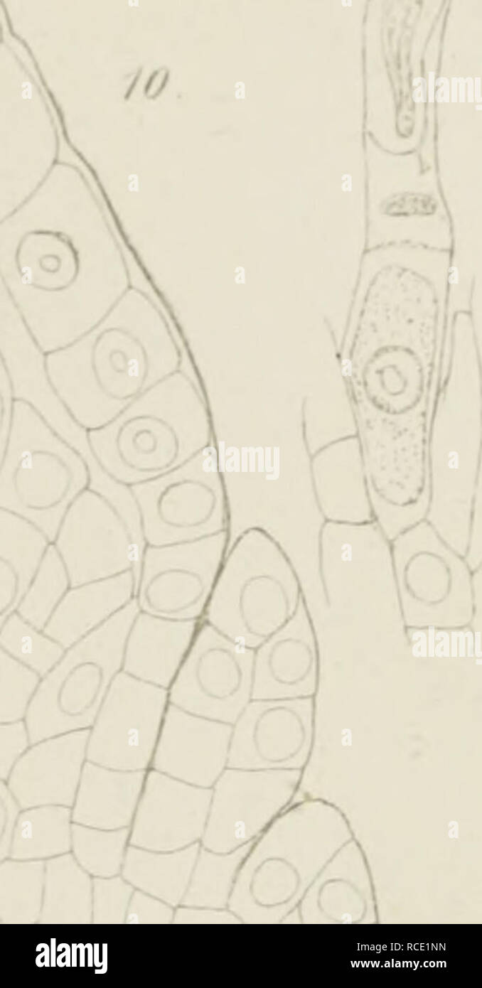 . Dis Gymnospermen und Angiospermen sterben. Anlage Anatomie; Pflanzenphysiologie. A/; // //"-n3K-/V". /J -- K,/6 V r. '. M-L'th V Ã¼iU - Srh. Bitte beachten Sie, dass diese Bilder sind von der gescannten Seite Bilder, die digital für die Lesbarkeit verbessert haben mögen - Färbung und Aussehen dieser Abbildungen können nicht perfekt dem Original ähneln. extrahiert. Strasburger, Eduard, 1844-1912. Jena: G. Fischer Stockfoto