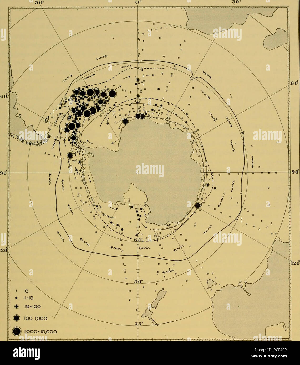 . Entdeckung berichten. Discovery (Schiff); Wissenschaftliche Expeditionen; Ocean; Antarktis; Falkland Inseln. Die älteren Stufen 197. 120 l'l'rlMMilM 'Il â! MM "Vmm â â I VVM 'l' t '^'^'k'^ â k' V S â â 7 V' / '' ';' / 'J' M&gt;'J I/W' W M'I^I 'I' I' I' f â] U'I']' ich 1 150Â° W 180-E 150° Bild. 27. Sommer Verteilung der Oberfläche Larven (vertikale net Hols). Ice-kante Februar bedeuten.. Bitte beachten Sie, dass diese Bilder extrahiert werden aus der gescannten Seite Bilder, die digital haben für die Lesbarkeit verbessert - Färbung und Aussehen dieser Abbildungen können nicht perf Stockfoto