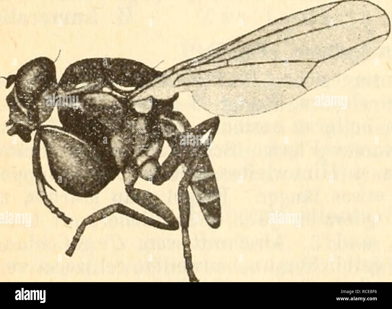 . Diptera = Zweiflügler. Diptera -- Deutschland. 288 K. Grünberg, hoch. Stirn, Thorax, Scutellum und Hinterleib glänzend schwarz. Flügel einförmig graubraun getrübt. Schwinger weißlich. Beine braungelb, Tarsenenden verdunkelt. 2 mm. Verbreitet. Hyadina scutellata Beleuchtung. Stirn- und Thorax glänzend schwarz. Untergesicht dunkel ocker-gelb mit 4 Seitenborsten, Augenränder und Backen weißgrau. Fühler schwarz, Endglied unten ausgedehnt gelb. Thoraxrücken zart, grau bereift mit 2 dichter bestäubten weißen seitlichen Längs-Streifen und 2 weißen Flecken am Hinterrand dicht an den Seiten und Ecken des Scutell Stockfoto