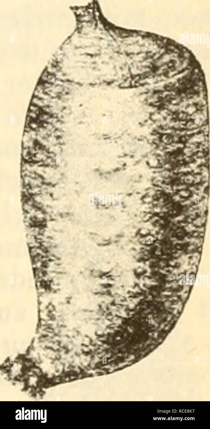 . Diptera = Zweiflügler. Diptera Deutschland. Diptera, Zweiflügler