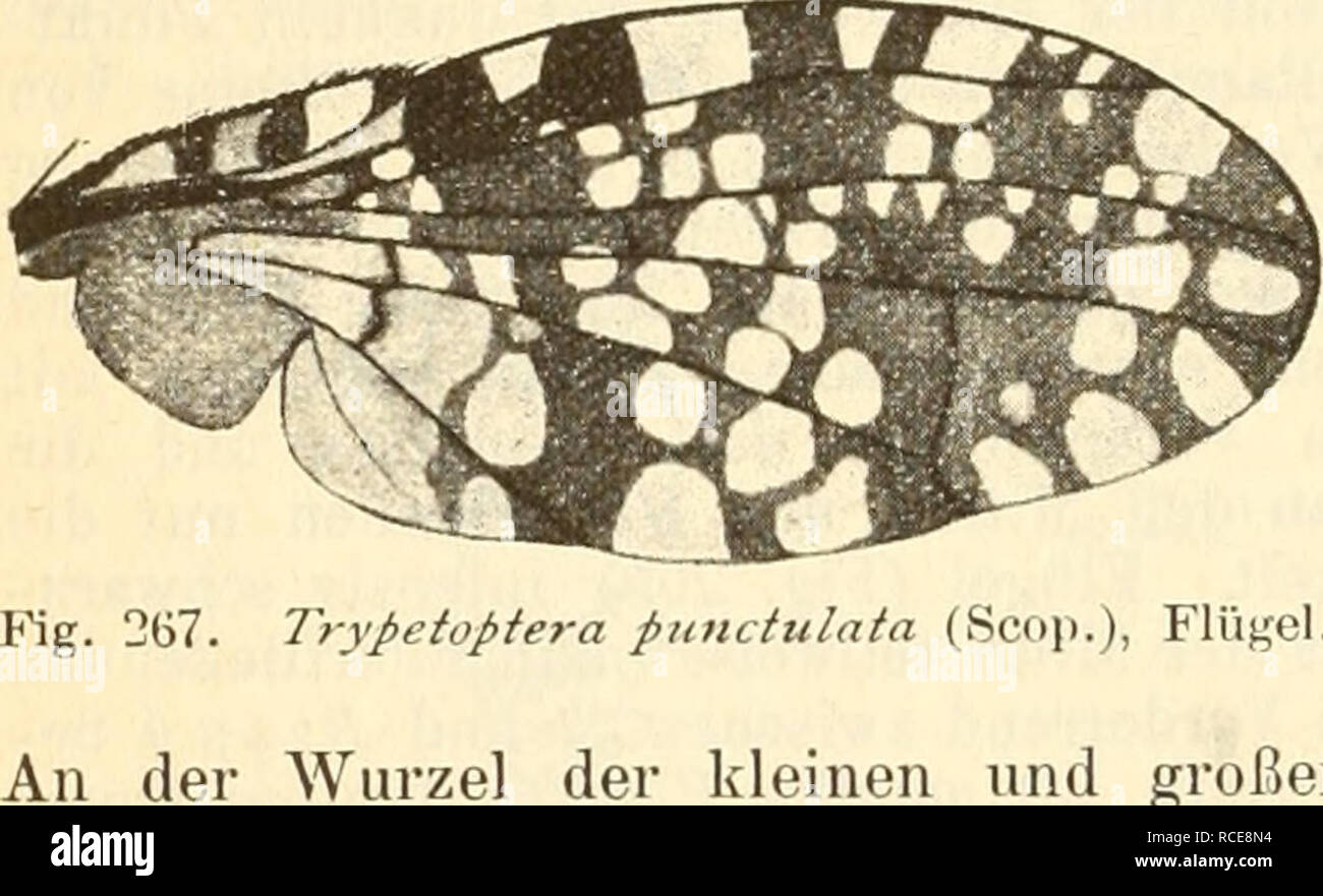 Trypetoptera Punctulata Stockfotos und bilder Kaufen Alamy