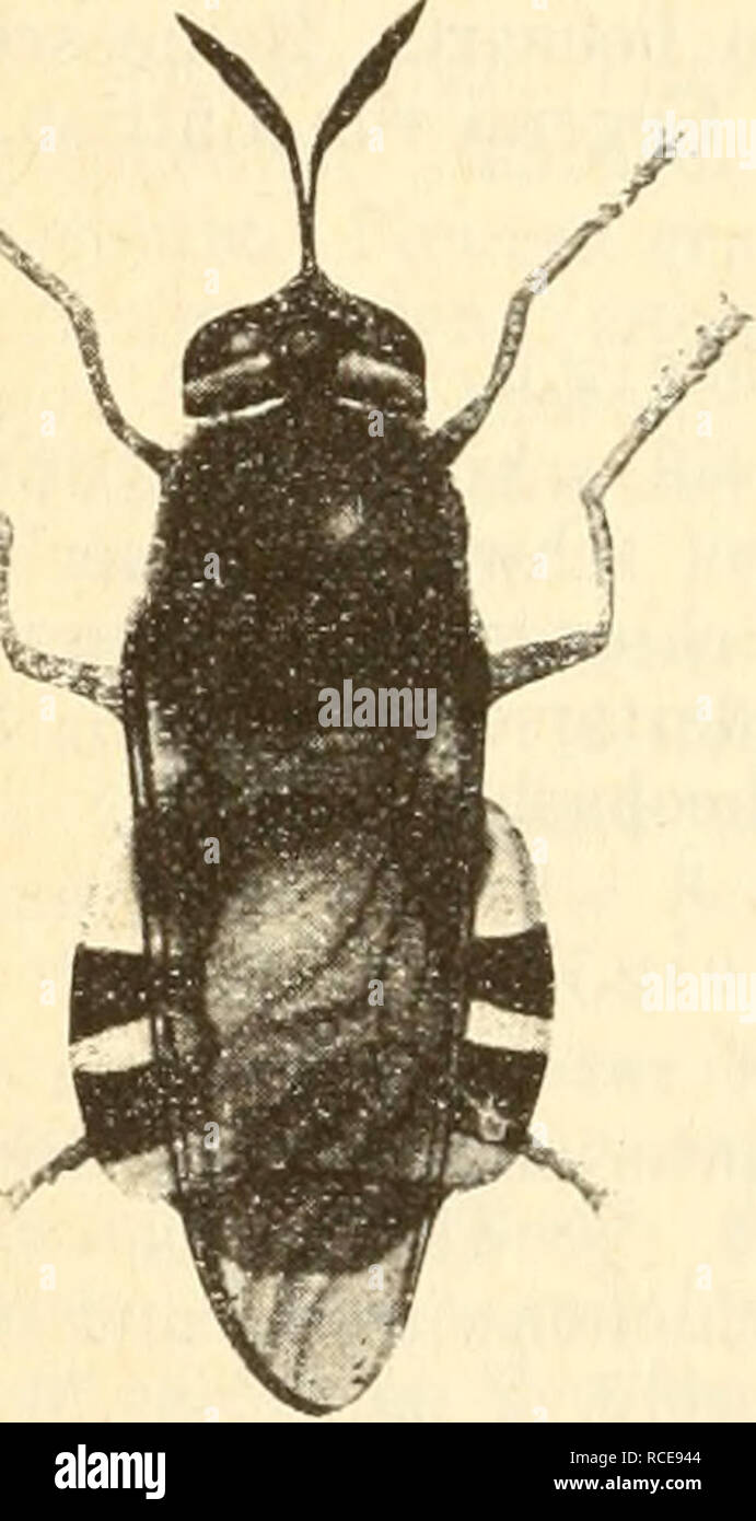 . Diptera=ZweiflÃ¼gler. Diptera -- Deutschland. 112 K. GrÃ¼nherg, Melusina fuscipes (Roser). Beine einfarbig dunkelbraun, ungefleckt (,, pedibus fuscis, im-Maculatis"). Seit v. Roser nicht beobachtet und nach dem einzigen in der Diagnose erwÃ¤hnten Merkmal nicht zu identifizieren. X. Stratiomyidae (waffenfliegen). GroÃe bis kleine, sehr dÃ¼nn oder nur mÃ¤Ãig dicht behaarte, schwarze Arten mit Orig. lebhaft gelber oder grüner Zeichnung. Kopf halbkugelig, so breit oder wenig breiter als der Thorax am Vorderrande. Ocellen deutlich. Herzlichen Glückwunsch und viel Torte groÃ, beim J mit verschiedener Fazet-tierung. FÃ¼Hler Stockfoto