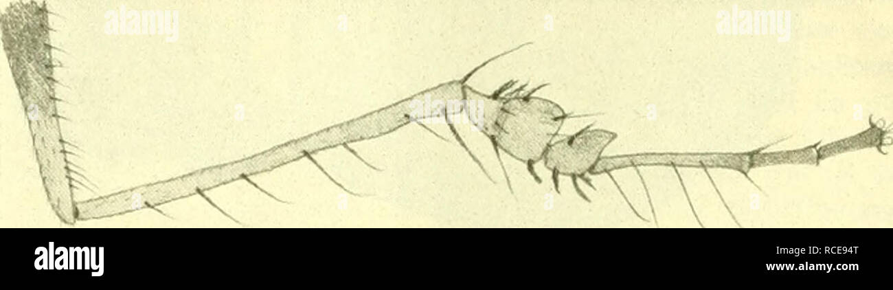 . Dipterologische Studien. Dolichopodidae. 84 Th. Bcckor. 9 proifTous Meland. 0^9, Canad. Entomol. XXXII 143. 10. tig. 6, 7 (1900) Amerika sept. Ich kenne this Kunst uiciit von Anschauung; sie ist aber ähnlich wie jmictus Coquill. Durch verdiciite Vorderschienen ausgezeichnet, weicht aber ab durch etwas verbreiterte Vordertarsen und andere Hypopygiahmhänge. 10^) fcro 2) orfMS Schin. (?. Zwei Figuren Brasilia. Fis. 25. Mittellicin, Titchi/trechus pteropodiis Scliin. Rf. 12:1. (F. - Von der gewöhnlichen Thoraxfärbung und Beborstung. - Kopf: Stirne metallischgrün, Von der Seite besehen weißlich bere Stockfoto