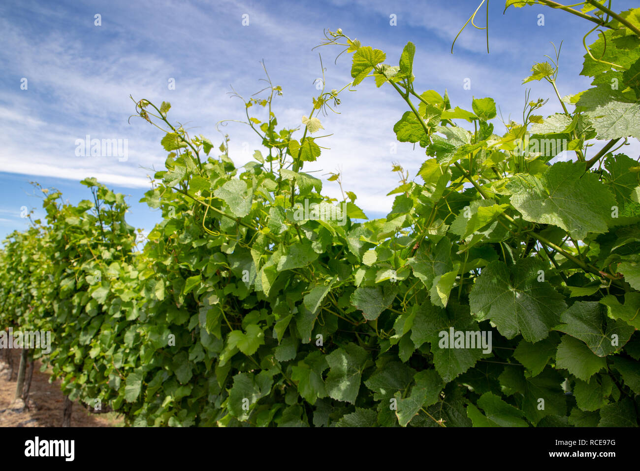 Traube Ranken wachsen auf der Suche nach Support sowie ein Gitter im Sommer in einem Weinberg in Neuseeland Stockfoto