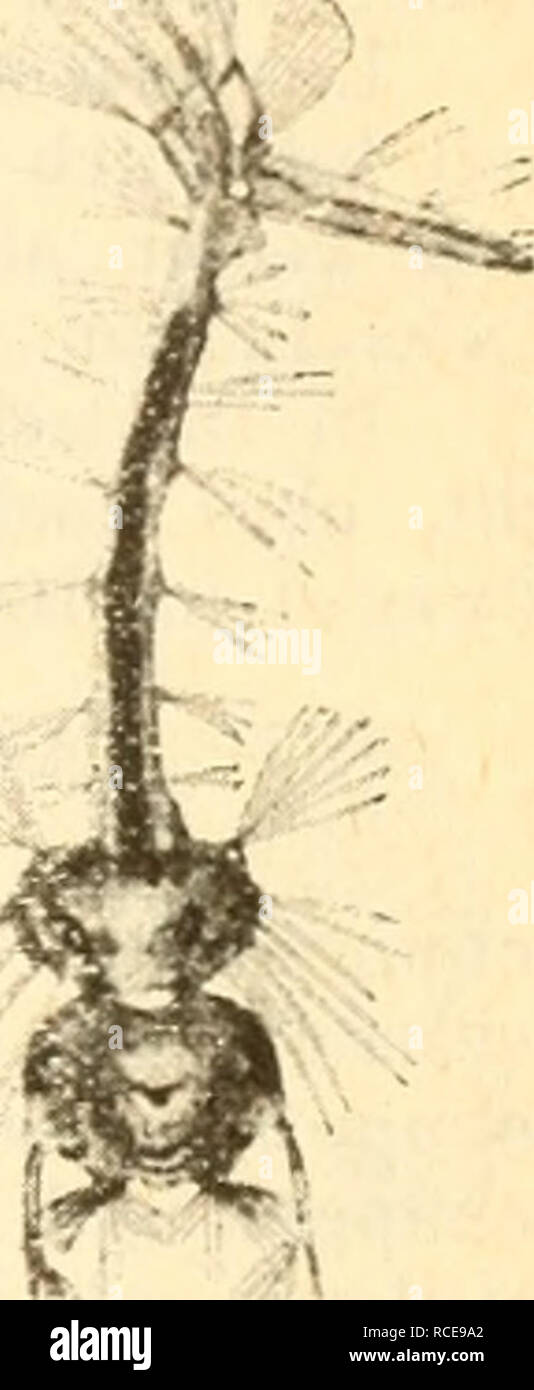 . Diptera = Zweiflügler. Diptera -- Deutschland. Diptera, Zweiflügler. 89 schwarz, Fühler und Schnupperkurse - (j". Dunkler als das $, schnelle Thorax nur vorn in der Mitte bronze-dem scutellum und eine Höhle Pleuren Behaarung schwarzbraun. färben, an den Seiten, Orig. aem öcuieiium una Eine aen Neuro weißlich beschuppt. Hinterleib etwas blauschwarz glänzend, Gr nden weiß, dunkelgrau Seitenränder lang behaart. Vorder- un-bi. Gebäuden 1 -"'^^ 02 - Culex pipie. n "jenauaen i^,_Dove. - NachTheo euenranuer Dinuen weiu, "lang" unifeigrau oenaari. voraer - unii Mittelklauen ungleich, hintere gleich, alle mit einem Zah Stockfoto