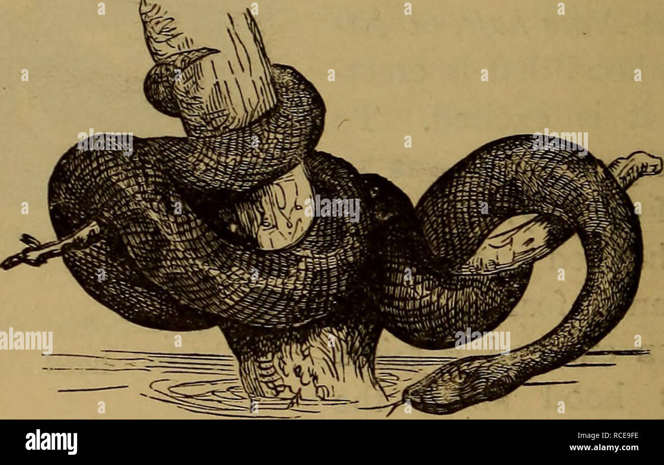 . Elemente der zoölogy. Zoologie. 2 io BACKBONED TIERE. Cies bekannt sind, vor allem in tropischen Regionen. Der Python ist in Afrika und Ostindien gefunden. Der rock Python ist eine gelblich-braune Farbe oben und bewohnt die Reisfelder. Er erreicht eine Länge von 26 Fuß, und de-vours große Tiere. Das Weibchen legt ca. 15 Eier, Wickeln, das über sie, * ihr Körper Erhöhung der Temperatur, und in diesem inclosure die Jungen schlüpfen nach etwa 56 Tagen. Häufig finden ihren Weg in den nativen Häuser. Die Einheimischen nutzen Sie am Schwanz und eilen davon, sie rasen gegen die Bäume. Die b Stockfoto