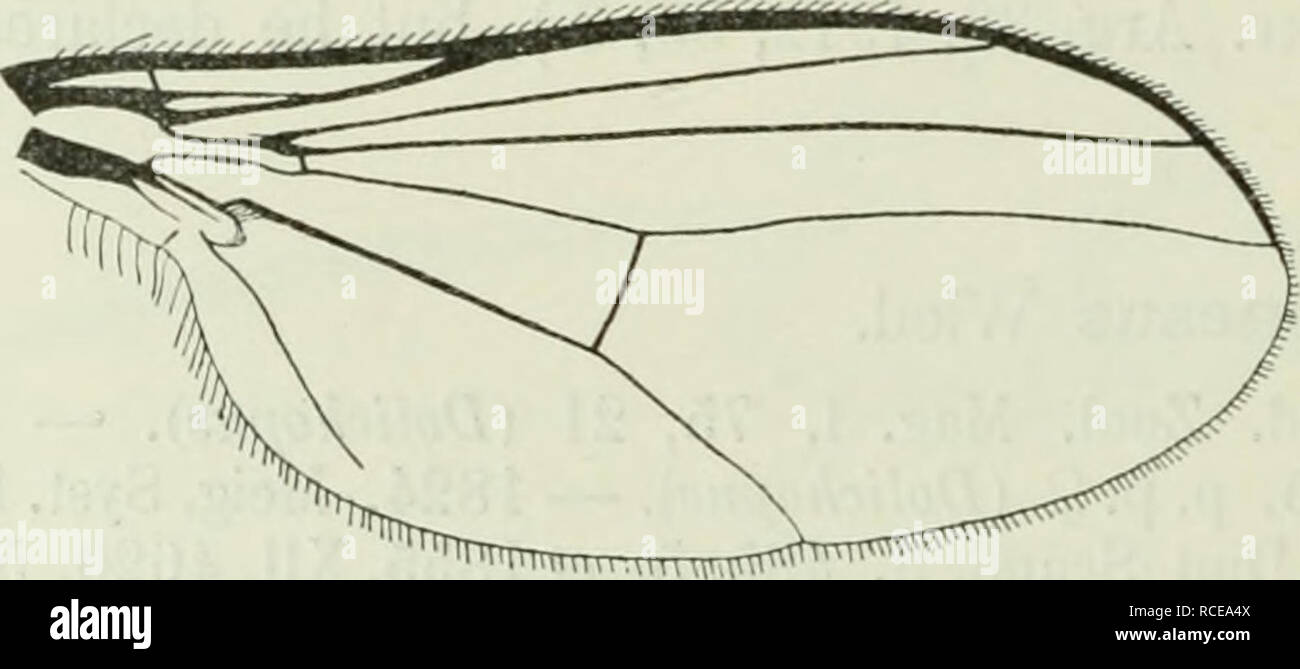 . Diptera Danica: Gattungen und Arten von Fliegen, die bisher in Dänemark gefunden. Dipteren. Abb. 69. Antenne von C. laesiis d" von der Innenseite. X HO. mit zwei oder drei weiße prothoracic Borsten. Abdomen cyaneous Blau, nur an den Flanken dunkelgrün; es ist mit kurzen, schwarzen Haaren bekleidet, und hat kurze hindmarginal Borsten, nur ein wenig mehr auf das erste Segment. Venter grün, mit Schwärzlich oder braune Haare. Beine schwarz, coxse etwas Grau, vorderen coxse Grauweiß pruinose vorher, manchmal ein wenig bräunlich an der Spitze, und die trochanter ein wenig blass; femora etwas metallisch grün shini Stockfoto