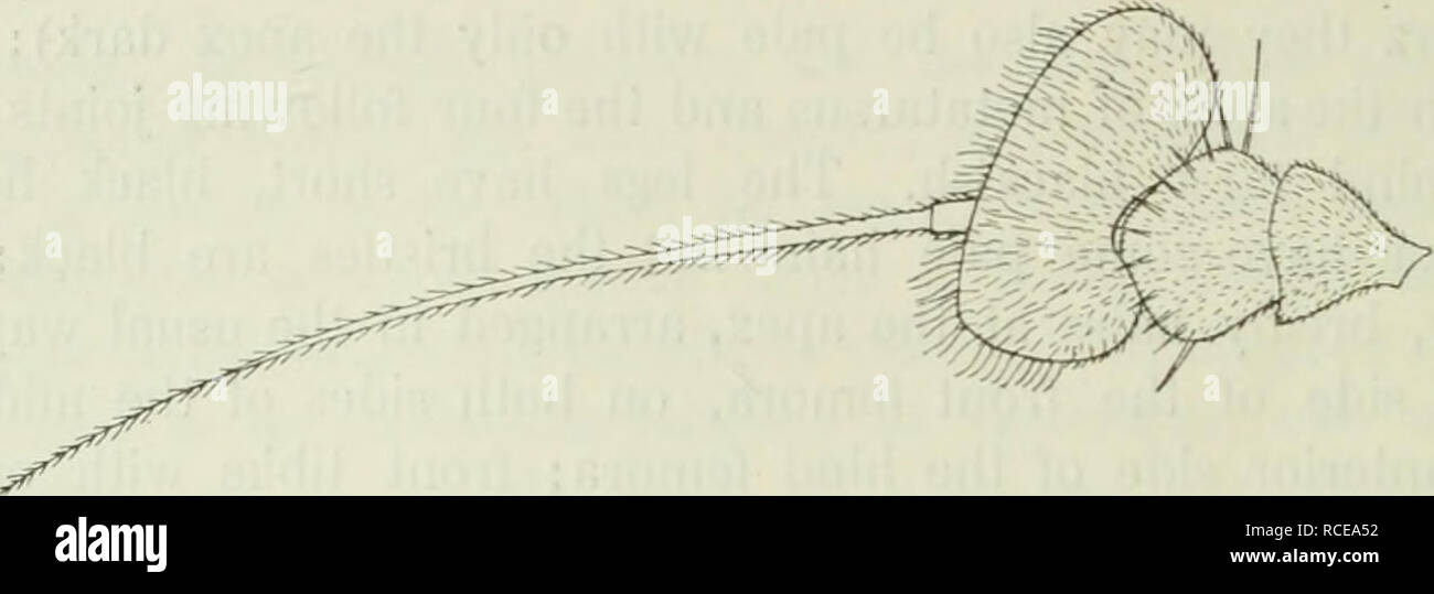 . Diptera Danica: Gattungen und Arten von Fliegen, die bisher in Dänemark gefunden. Dipteren. 216 brachycera Orthorrhapha. Schwarz, dritten gemeinsamen grosser, breiter als lang. Thorax grün, wenn von vorn oder von oben gesehen, aber von hinten ist Es cyaneous Blau gesehen; es ist ein wenig bräunlich pruinose, glänzend; die acrostichal Haare sehr klein und unscharf. Pleura grün, grau; pruinose propleura. Abb. 69. Antenne von C. laesiis d" von der Innenseite. X HO. mit zwei oder drei weiße prothoracic Borsten. Abdomen cyaneous Blau, nur an den Flanken dunkelgrün; es ist mit kurzen, schwarzen Haaren bekleidet, und hat Stockfoto