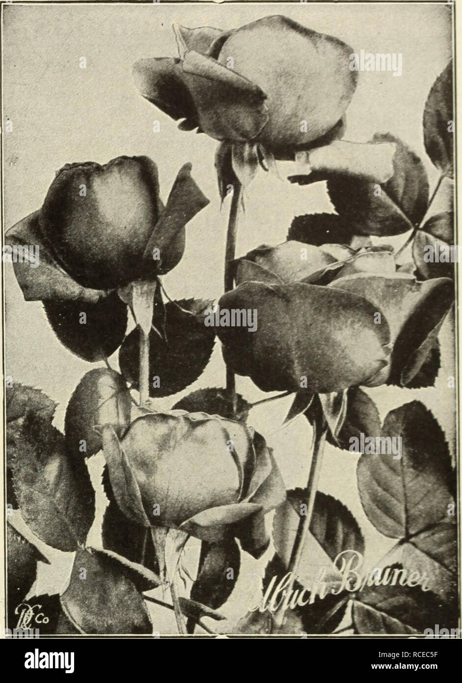 . Dingee Leitfaden zur Rose Kultur. ROSES - fortgesetzt. Ulrich Brunner eine große Rose, auf alle pflanzmaschinen als eines der Besten in dieser Klasse bekannt ist. Gewaltige, Große, kräftige Blüten, volle und globu-lar; Reich, glühende Crimson, elegant geflammt mit Scarlet. Hardy, ungewöhnlich freien blühende Pflanze. Stark duftend. RUHM PRO GARTENWELT Neue Blume, große und feine, lange, steife Stiele; reine tief rot. Reichblühend. 25 c 5 für $ 1,00; zwei Jahre alte Pflanzen, 50 c Jeder. MARIE BAUMANN r: Nmc; nn-vermi 1 Inn, durchdrungen mit Carmine. Groß und voll. Jubiläum - Glühende velvety Crimson. 20 c Jeder, 3 für 50 c; zwei Jahre alte p Stockfoto