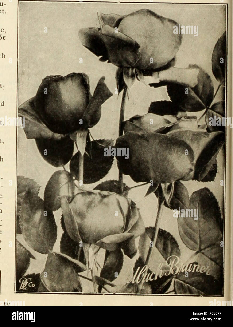 . Dingee Leitfaden zur Rose Kultur: 1917. MarKaret Diokson. Ulrich Bruner eine große Rose, auf alle pflanzmaschinen als eines der Besten in dieser Klasse bekannt ist. Gewaltige, Große, kräftige Blüten, volle und globu-Ur; Reich, glühende Crimson, elegant geflammt mit Scarlet. Hardy, ungewöhnlich freien blühende Pflanze. Stark duftenden RUHM PRO GARTENWET. T Neue Blume, groß und fein, auf den langen, stiPF stammt; reine tief rot. Freiblühende 2."&gt; c Jeder, 5 für.'&gt; 1,00; zwei Jahre alte Pflanzen, 50 c Jeder. BAMANN MRIE -. i, v,..n^^ h r. Vhi v.^^ • u âââ; ueiicate tlesh, reich schattierten u ten hell rosa, klar und deutlich. ^"^"^^^^^^;^ Stockfoto