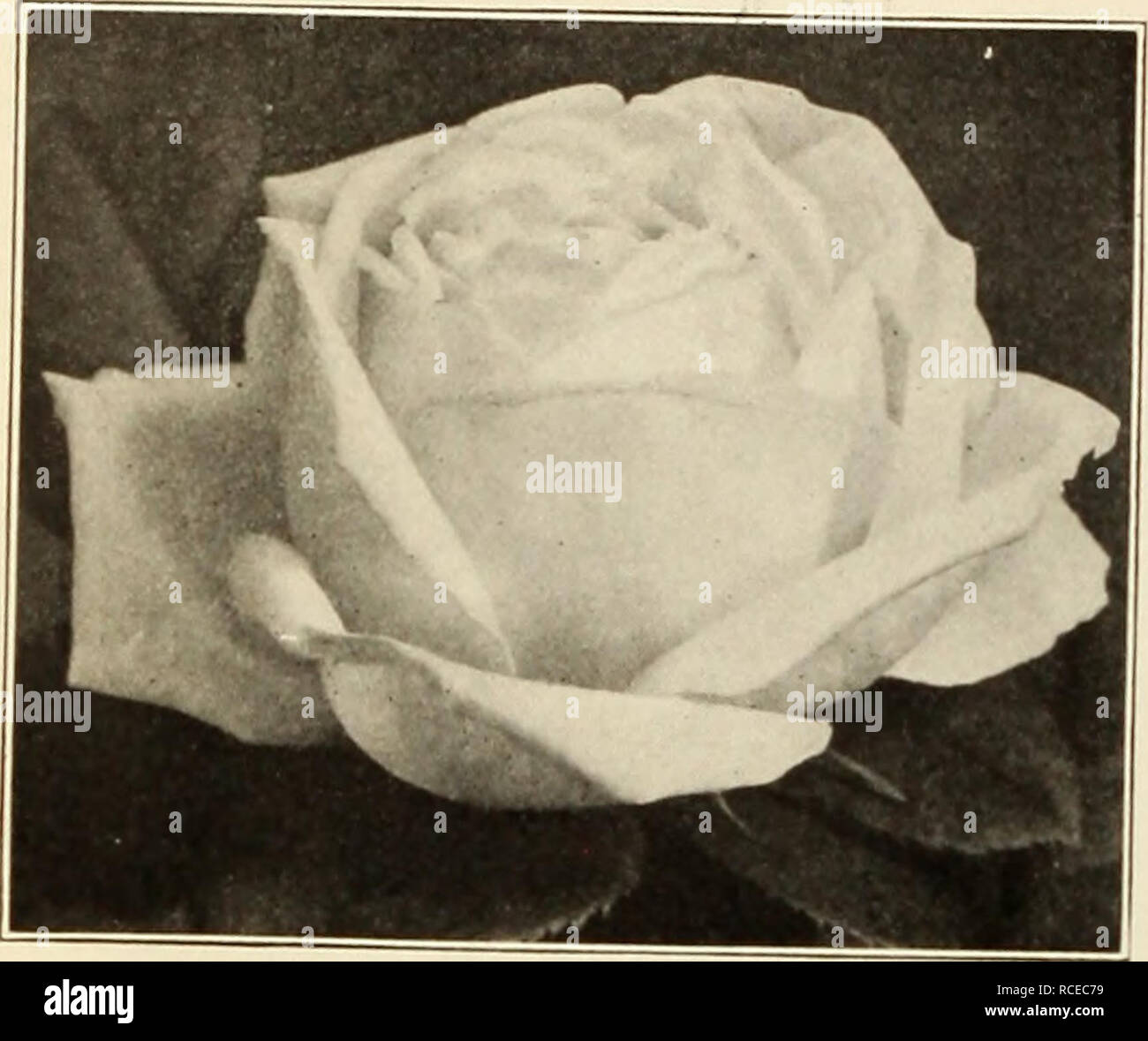 . Dingee Leitfaden zur Rose Kultur: 1917. .."..U J^ MEHR ALS ZUFRIEDEN. - XXi^n - B^tfÂ "X"'^sjsX"; iJ:^^ rA^p^rr, '^7. Ich^^. Â"Â" "'*^" Â "â¢â"â¢"? Gj^^,^, va-Ky^^r^'^v^. i^-&gt;^^.^7^^t^^"^ a&gt; Rx^DINGEE &Amp; CONARD CO WESTGROVE. PA.. MarKaret Diokson. Ulrich Bruner eine große Rose, auf alle pflanzmaschinen als eines der Besten in dieser Klasse bekannt ist. Gewaltige, Große, kräftige Blüten, volle und globu-Ur; Reich, glühende Crimson, elegant geflammt mit Scarlet. Hardy, ungewöhnlich freien blühende Pflanze. Stark duftenden RUHM PRO GARTENWET. T Neue Blume, groß und fein, auf den langen, stiPF stammt; reine tief rot. Stockfoto