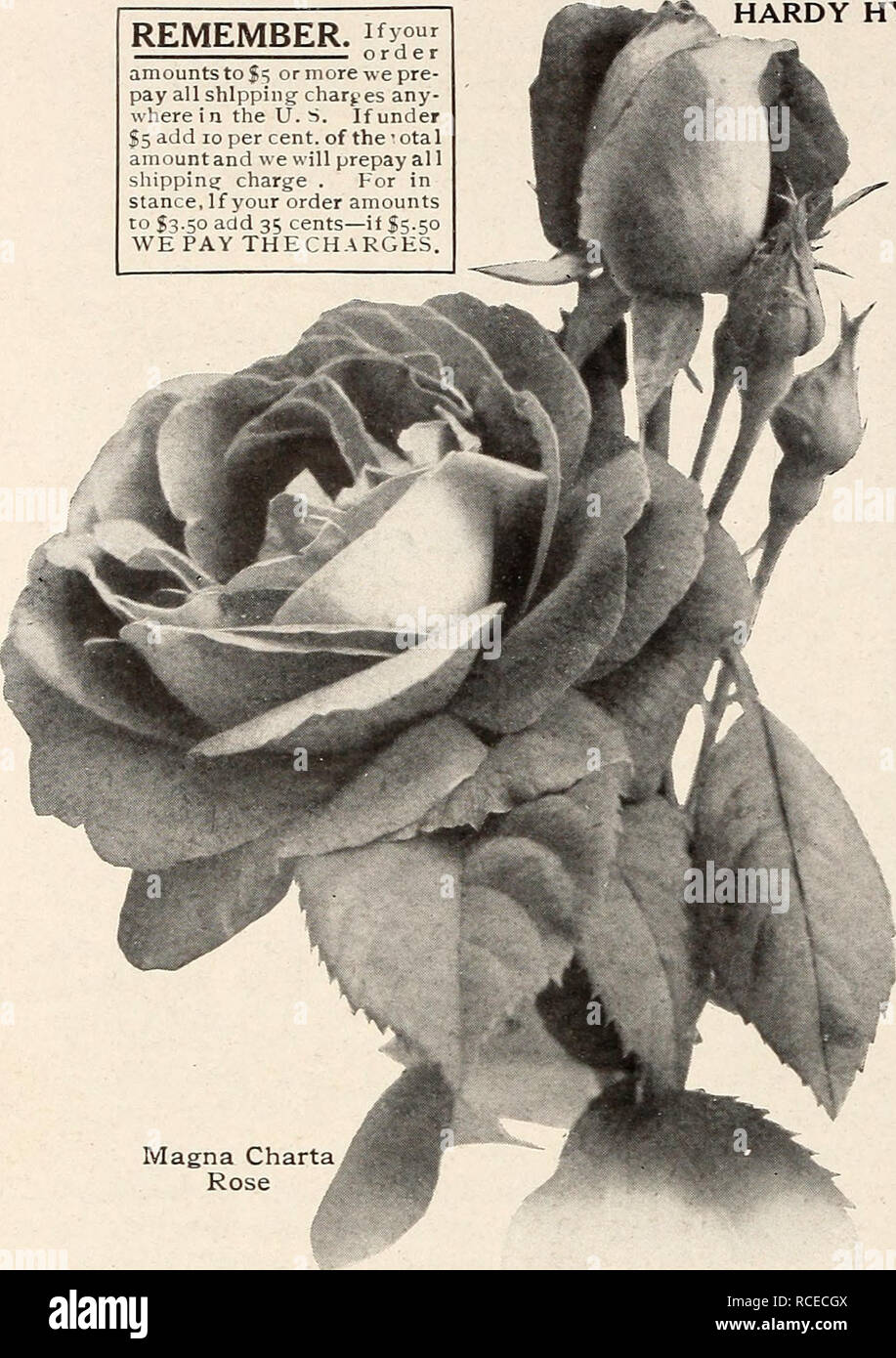 . Dingee Leitfaden zur Rose Kultur: 1850 1911. Erinnern. ^ Gj°"^^ ^  -   - Bestellung beläuft sich auf $ T oder mehr wir pre-pay alle Versand - Kosten - wo in den USA bei unter 10 Prozent, der • Ota 1 Betrag und wir werden alle shippinij Prepay aufladen. In Haltung, wenn Ihre Bestellung beträgt 35 Cent SSoO hinzufügen - wenn Sq. So zahlen wir THECHARf. ks. Magna Rose HARDY ROSES - Fortsetzung*^ Mad. Masson ist völlig winterhart, Blüte fast die ganze Zeit, die Zahl der grossen, vollen, doppelte Blüten von ungewöhnlicher Schönheit und wundervollen Duft; klare, helle Rose; eindeutige und charmant. Eine große Ro Stockfoto