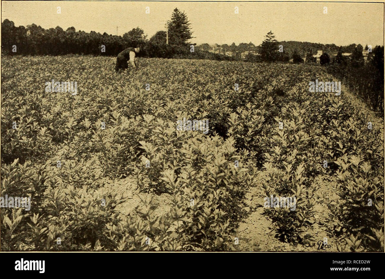 . Dingee Leitfaden zur Rose Kultur. ! L 850 ^m&gt;. 60 Jahre Amo^ Erschliessung Rosen! 1909. Feld Szene am Dingee &Amp; Co.Conaxd junge Pflanzen von Hydrangea paniculata Grandiflora, siehe Seite 100 gehalten werden abgeschnitten und die Pflanzen beschnitten zu veranlassen, neue Triebe, herausgeschleudert zu werden, bei der die Blumen. Die durchschnittliche Pflanzmaschine ist äußerst zaghaft in beschneiden, weil er Angst hat, von der Verletzung wird es möglicherweise tun. Diese Idee sollte verworfen werden, da, wie wir gesagt haben, ist die Beschneidung aller Rosen ist bene - ficial. Die verschiedenen Sorten von Rosen unterscheiden sich sehr viel in der Gewohnheit des Wachstums; viele sind nett und kompakt, Bedarf Stockfoto