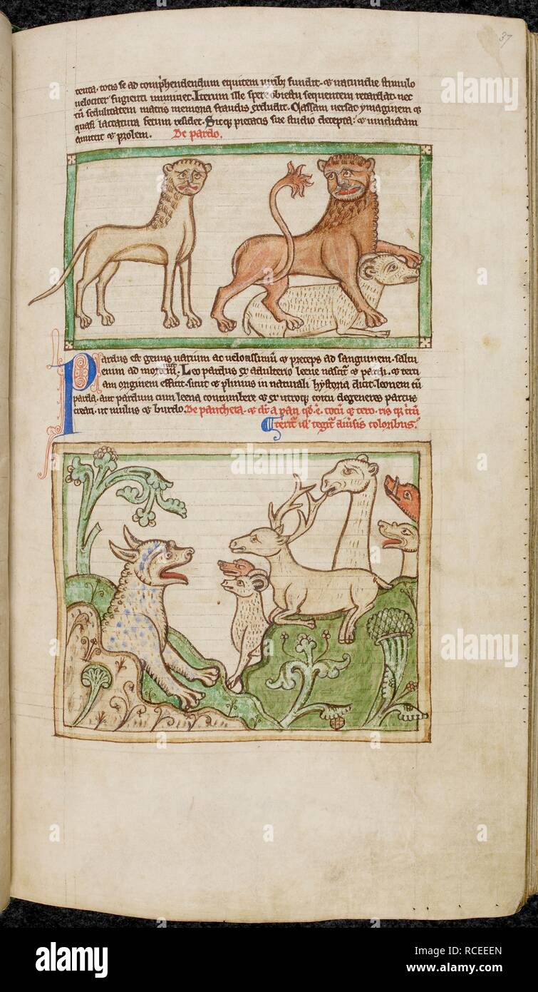 Der Leopard und der Panther. Bestiarium. England; zwischen 1255 und 1265. (Ganze folio) Der Leopard, eine blutrünstige Kreatur, greift eine Ram. Unten, der Panther, ein sanftes Tier, ergibt sich aus seiner Höhle, mit anderen Tieren. Der Text erklärt, dass, wenn die Panther erwacht aus einem Nap, sein Atem ist so süß, dass alle Tiere, außer den Drachen, um zu schnüffeln, es Bild von Bestiarium zu sammeln. Ursprünglich veröffentlicht in England produziert; zwischen 1255 und 1265. . Quelle: Harley 3244, f, 37. Sprache: Latein. Stockfoto