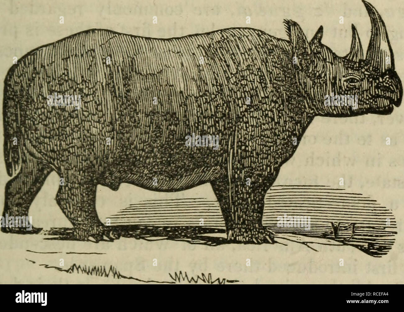 . Elemente der Zoologie, oder, natürliche Geschichte der Tiere / Hrsg. von D.M.Reese. Zoologie. Form von Palaotherium. Steinbrüche von Paris, der von Wight, und andere. Afrikanische Nashörner. in der Lage, für seine große Größe, und für die Art der Hupe, die aus einer soliden Fasermasse, ähnlich agglutinated Haare, die auf einen Bogen von der nasalen Knochen gebildet wird unterstützt. Mehrere Arten in verschiedenen Teilen der tropischen por-l^S. Was fospii Arten ist enthalten?. Bitte beachten Sie, dass diese Bilder aus gescannten Seite Bilder, die digital für die Lesbarkeit verbessert haben mögen - Färbung und Erscheinungsbild extrahiert werden Stockfoto