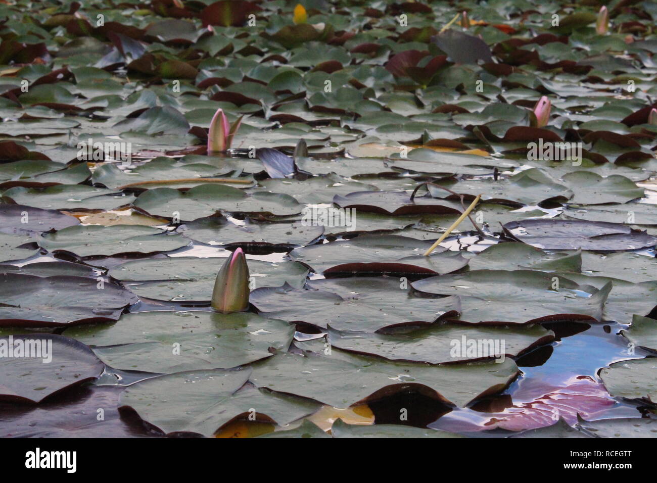 Seerosen in Dutch Lake, Clearwater, British Columbia Stockfoto