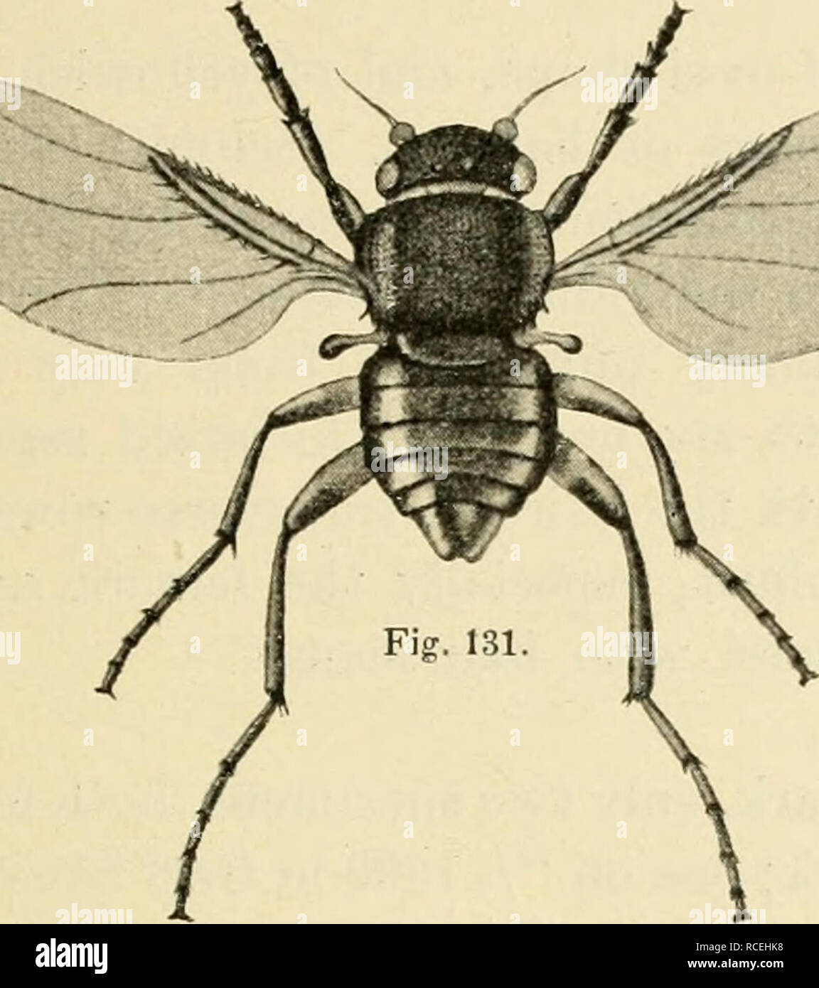 . Diptera Danica: Gattungen und Arten von Fliegen, die bisher in Dänemark gefunden. Diptera - Dänemark. Platyphora. 439 sanft gewölbt, und ziemlich dicht mit Minute bekleidet Borsten; die drei Ocelli sichtbar leicht luteous; Antennen mit dem Dritten Gemeinsamen ziemlich groß, etwas roiinded; Thorax breite, flache, eher breiter als der Kopf, Winkel erträglich abgerundet, disk Shining (Aussehen, was eine kleine Sphaerocera)^ belagert mit sehr Minute Borsten, die eher seltener zum Teil behindert werden; scutellum eher langweilig, breitrandig, fast vier Mal so breit wie lang; Abdomen schwarz,. Bitte beachten Sie t Stockfoto . Diptera Danica: Gattungen und Arten von Fliegen, die bisher in Dänemark gefunden. Diptera - Dänemark. Platyphora. 439 sanft gewölbt, und ziemlich dicht mit Minute bekleidet Borsten; die drei Ocelli sichtbar leicht luteous; Antennen mit dem Dritten Gemeinsamen ziemlich groß, etwas roiinded; Thorax breite, flache, eher breiter als der Kopf, Winkel erträglich abgerundet, disk Shining (Aussehen, was eine kleine Sphaerocera)^ belagert mit sehr Minute Borsten, die eher seltener zum Teil behindert werden; scutellum eher langweilig, breitrandig, fast vier Mal so breit wie lang; Abdomen schwarz,. Bitte beachten Sie t Stockfoto