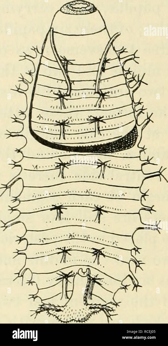 . Diptera Danica: Gattungen und Arten von Fliegen, die bisher in Dänemark gefunden. Diptera - Dänemark. 106 Phoridae. Die externen Morphologie der Larven. Die pupariiim der Domestica, entsprechend Keilin, ist rötlich braun, der ventralen siirface viel gewölbt, die dorsale flach; die Larven Kopf und prothorax zurückgezogen werden; die vordere und vor allem die hinteren Ende gebogen iipwards, Letztere oft sogar vorwärts; alle Larven Papillen und Minute Formationen sind noch vorhanden; durch die zweite Abdominal- Segment, in der Nähe der vorderen Rand, zwei lange, mildernde und etwas abweichende spiracular Rohre protr Stockfoto